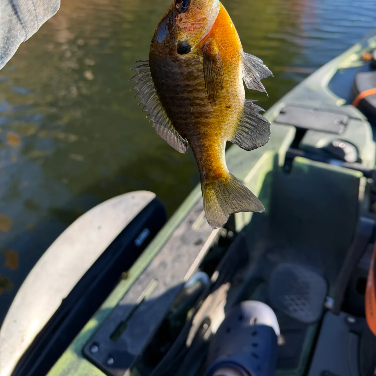 Bluegill caught on Fishbrain