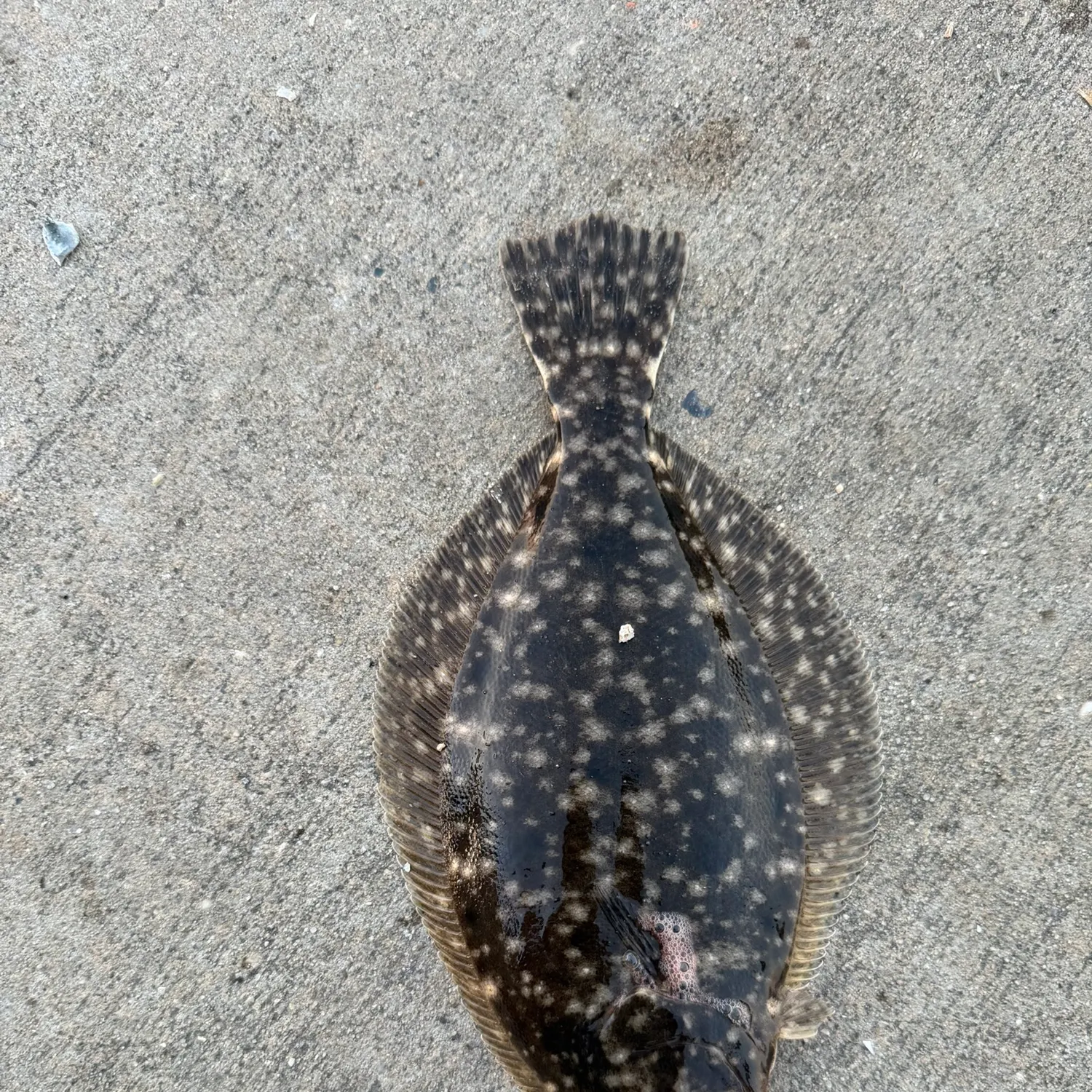 Summer flounder caught on Fishbrain