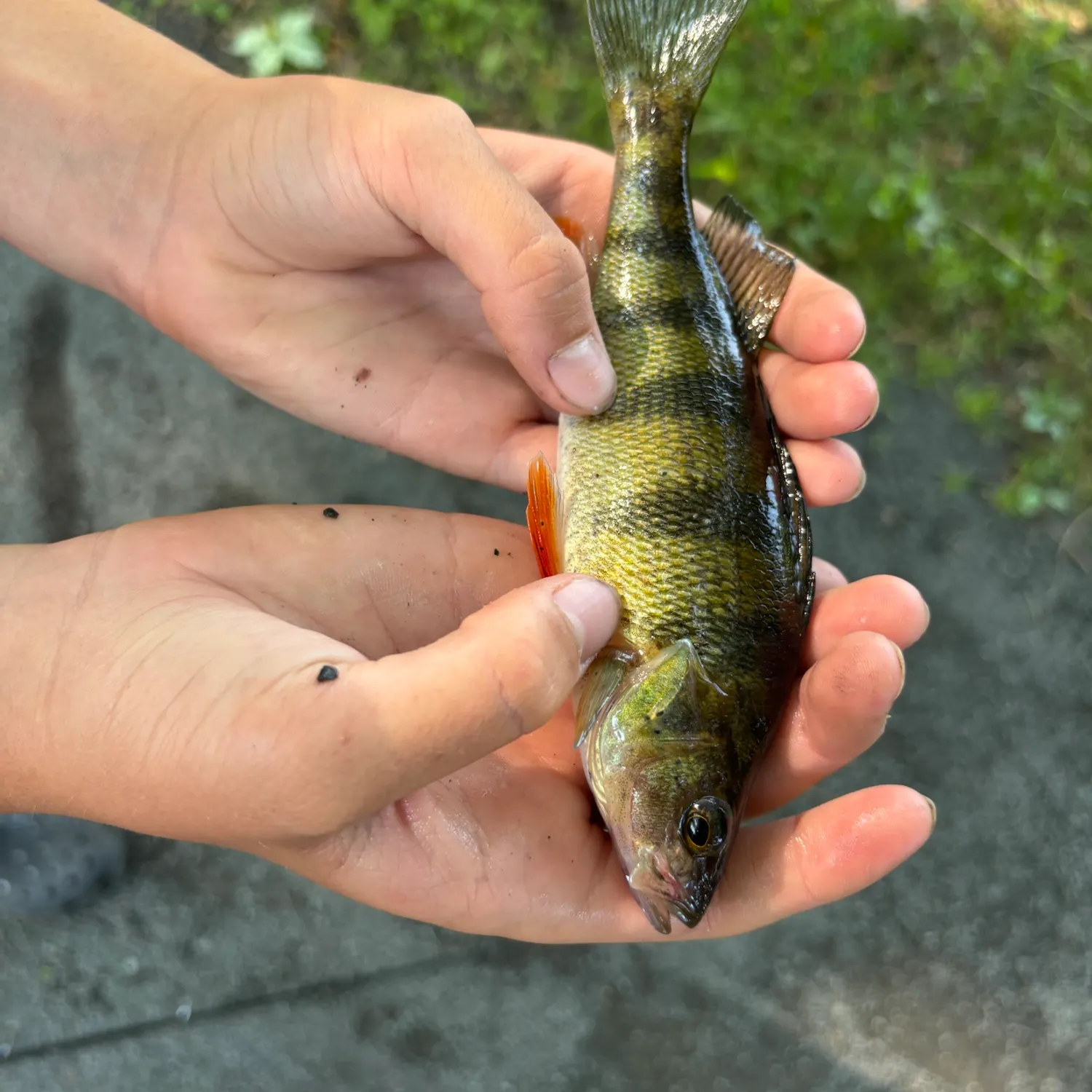 catch