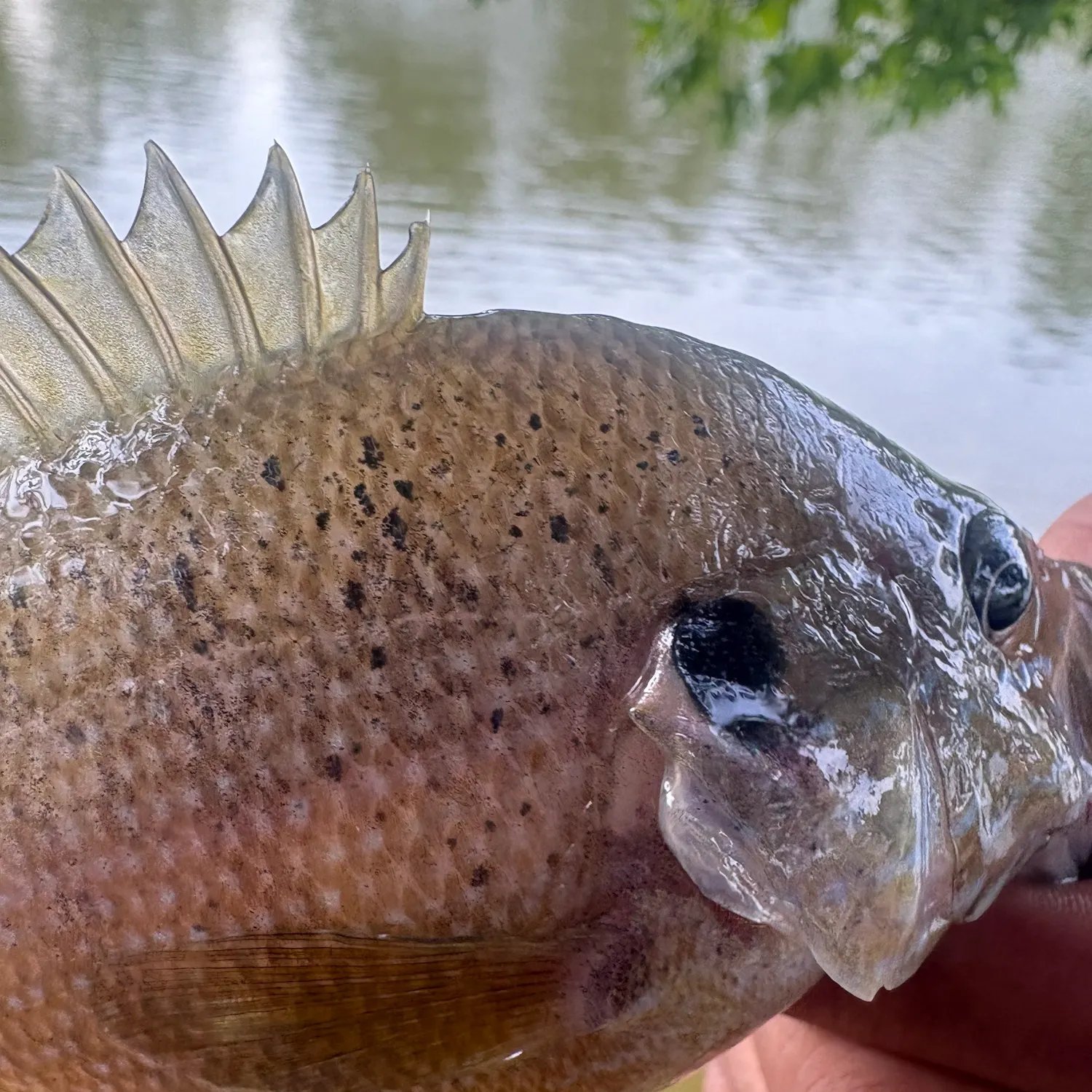 Pumpkingill hybrid caught on Fishbrain