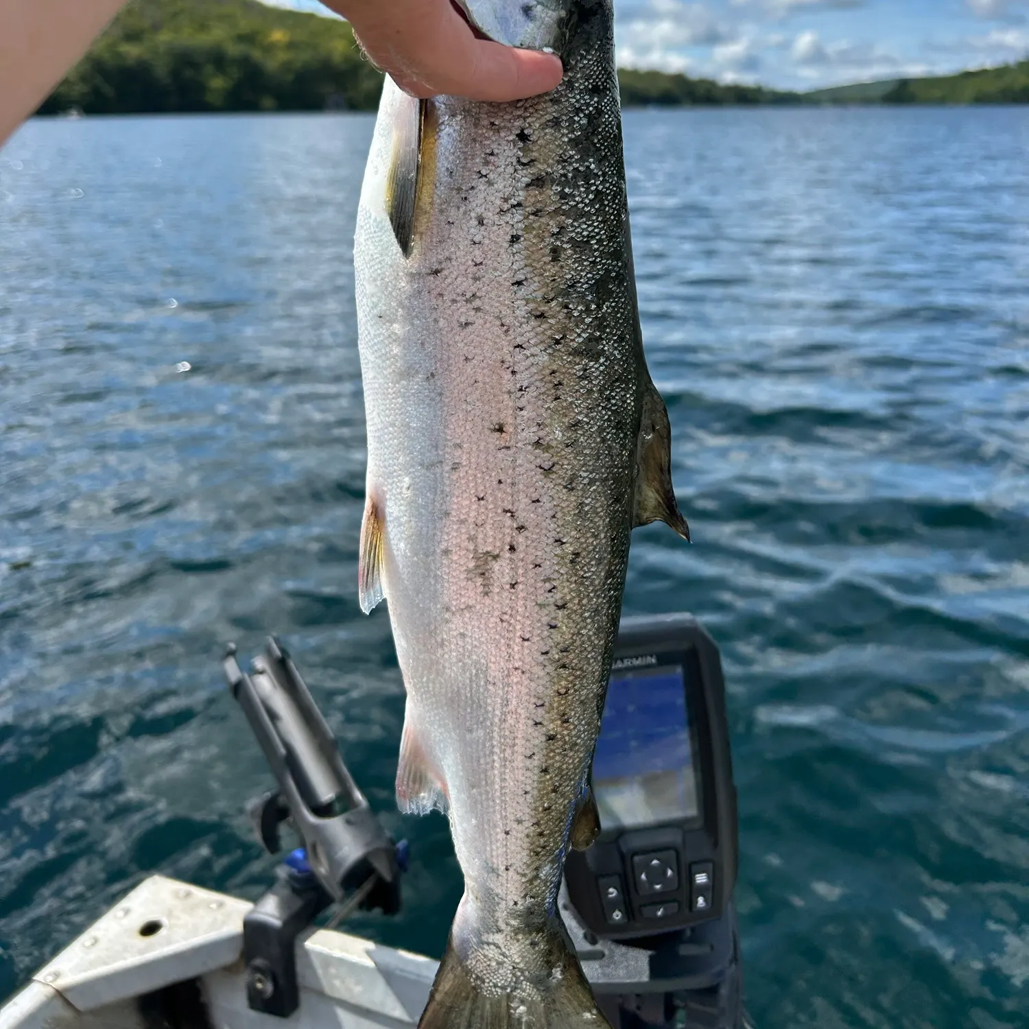 Landlocked atlantic salmon caught on Fishbrain