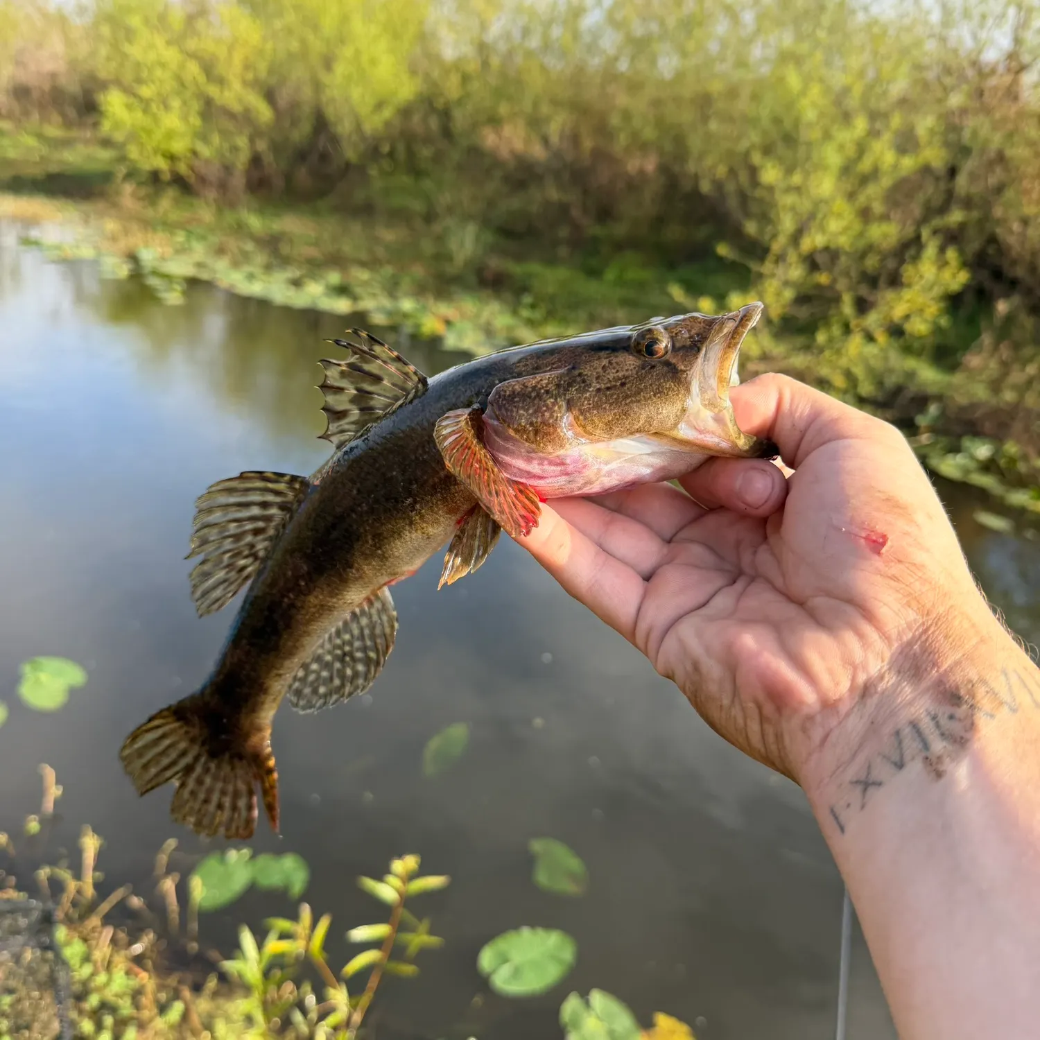 The most recent Bigmouth sleeper catches on Fishbrain