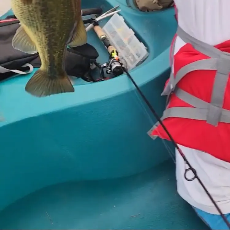 Largemouth bass caught on Fishbrain