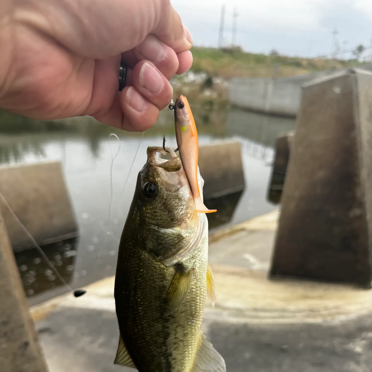 Largemouth bass caught on Fishbrain
