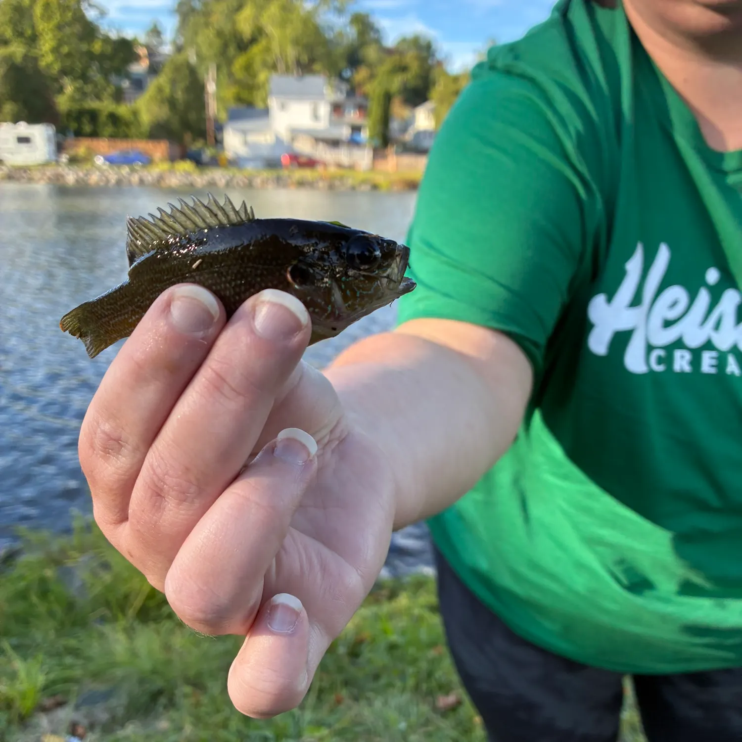 Green sunfish caught on Fishbrain