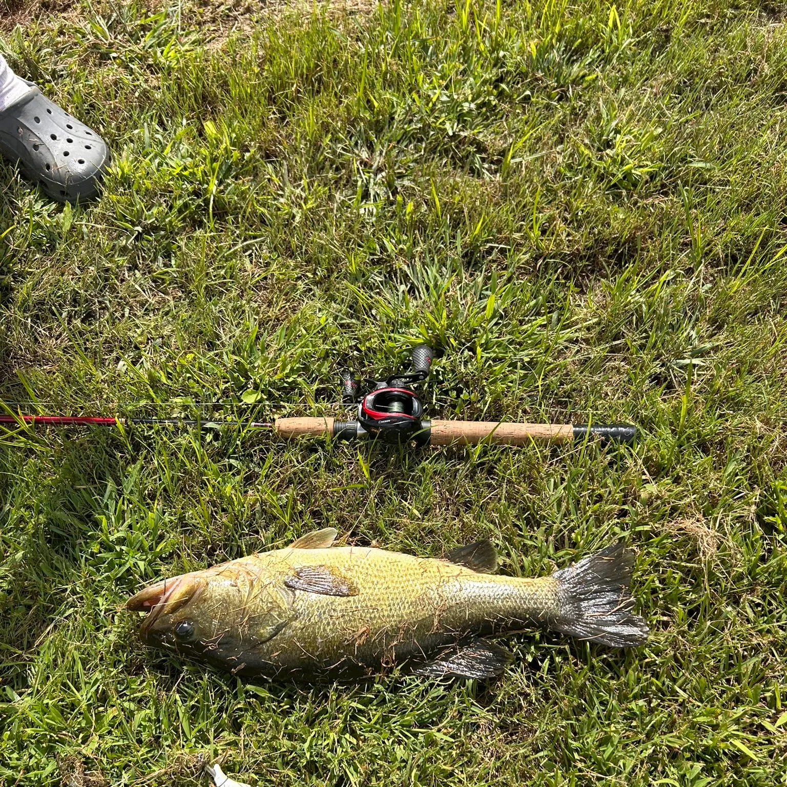 Largemouth bass caught on Fishbrain