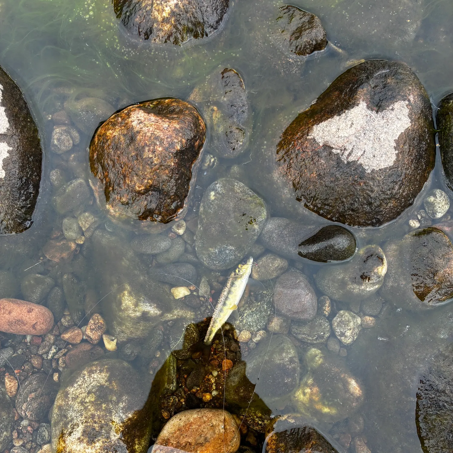 The most recent Brown trout catches on Fishbrain