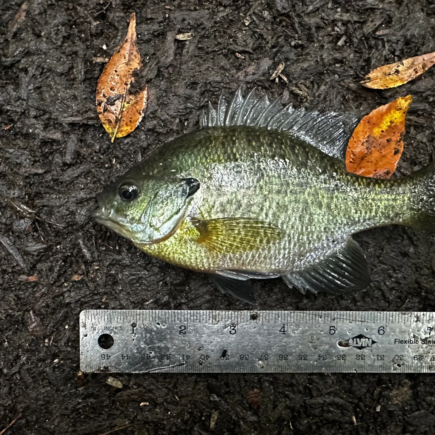 Bluegill caught on Fishbrain