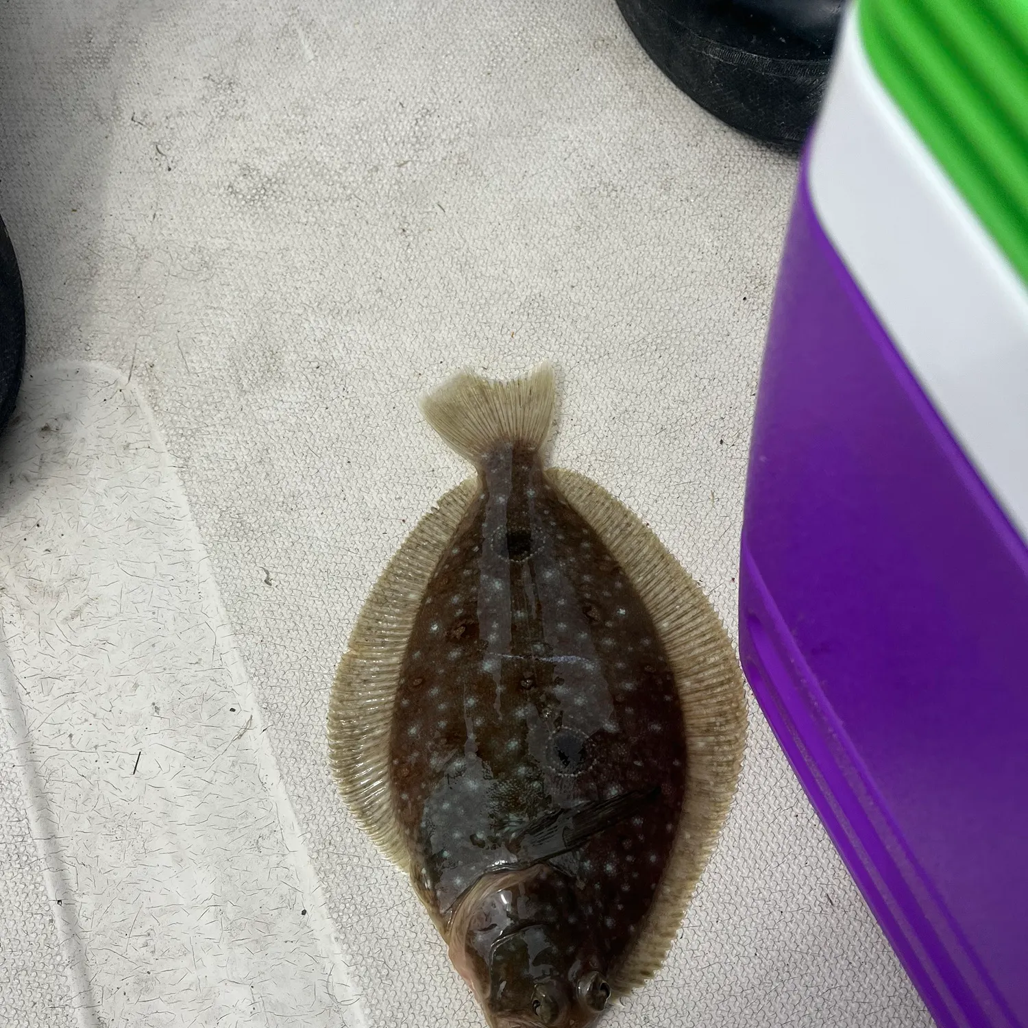 The most recent Fantail sole catches on Fishbrain