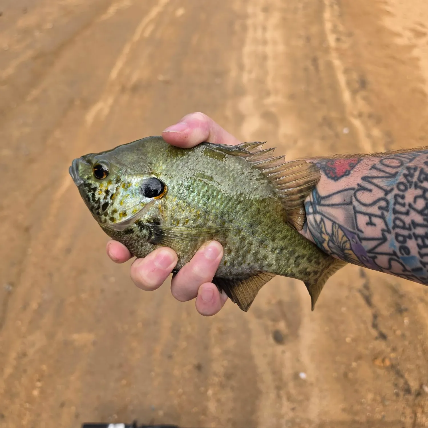 Bluegill caught on Fishbrain