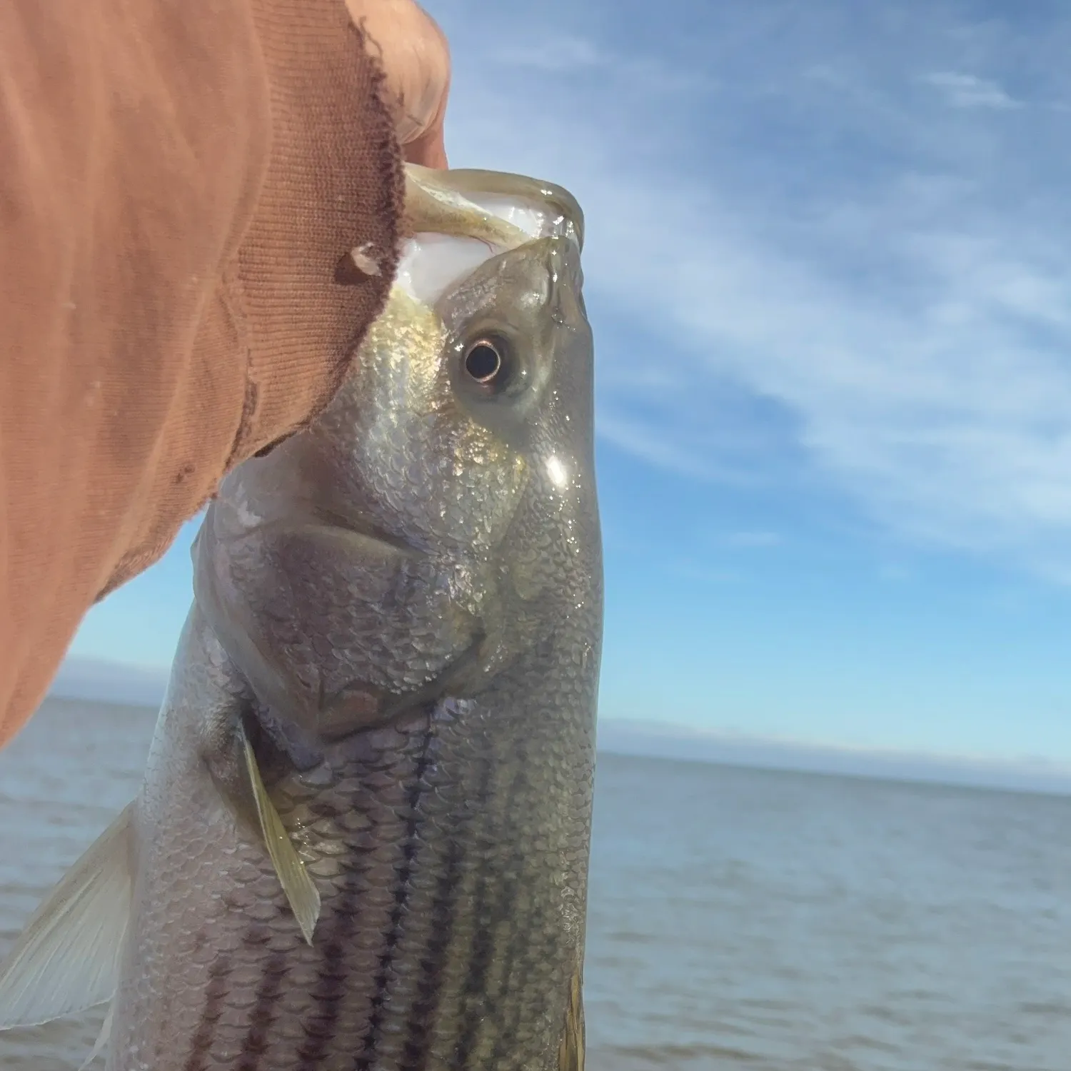 Striped bass caught on Fishbrain