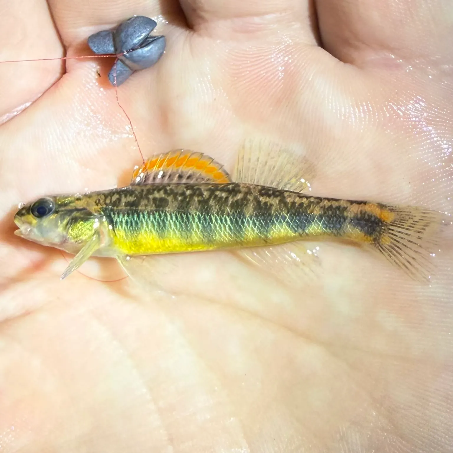 The most recent Roanoke darter catches on Fishbrain