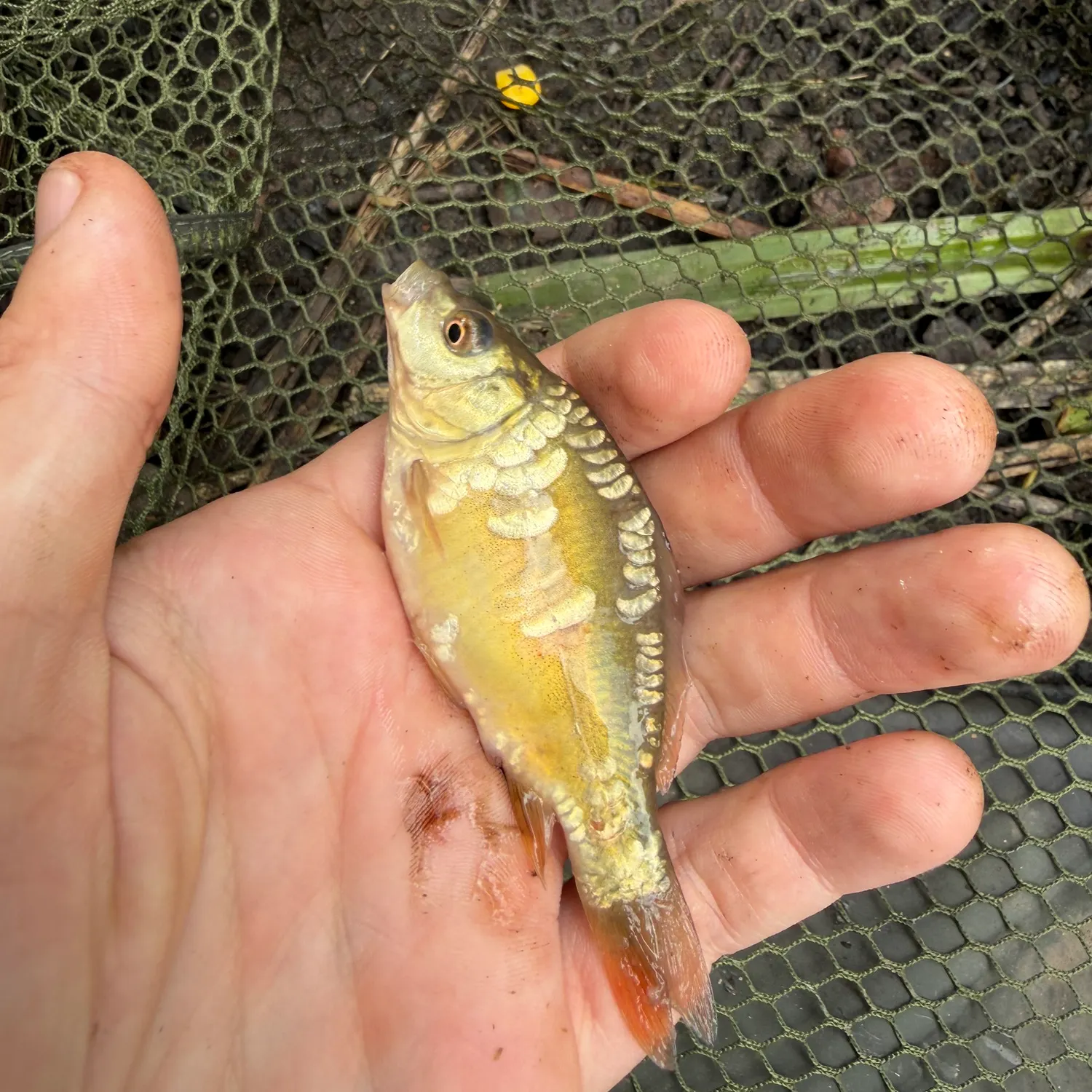 Mirror carp caught on Fishbrain