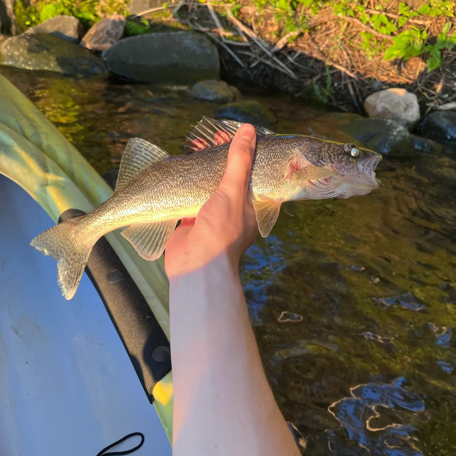 Walleye caught on Fishbrain