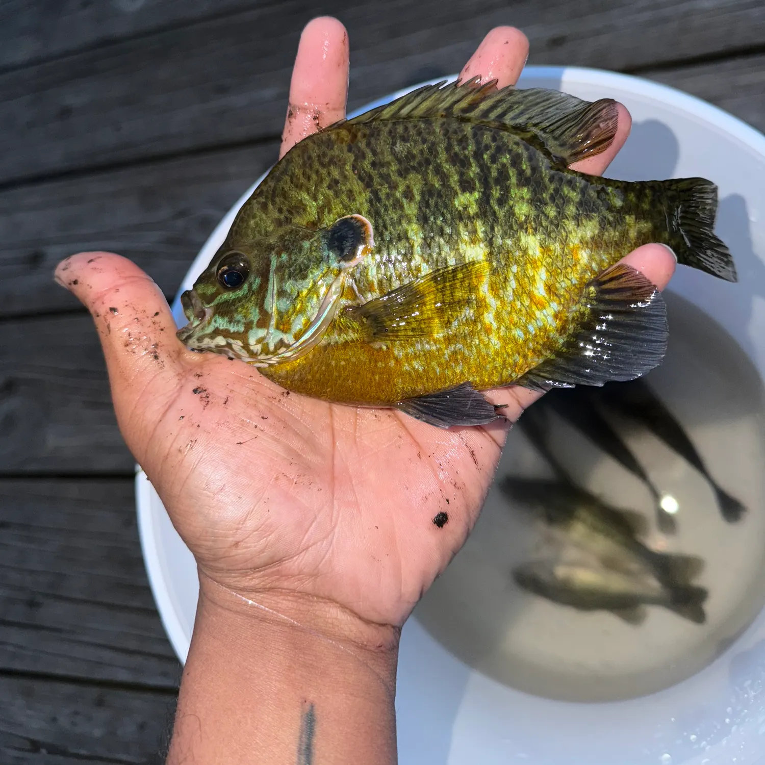 catch