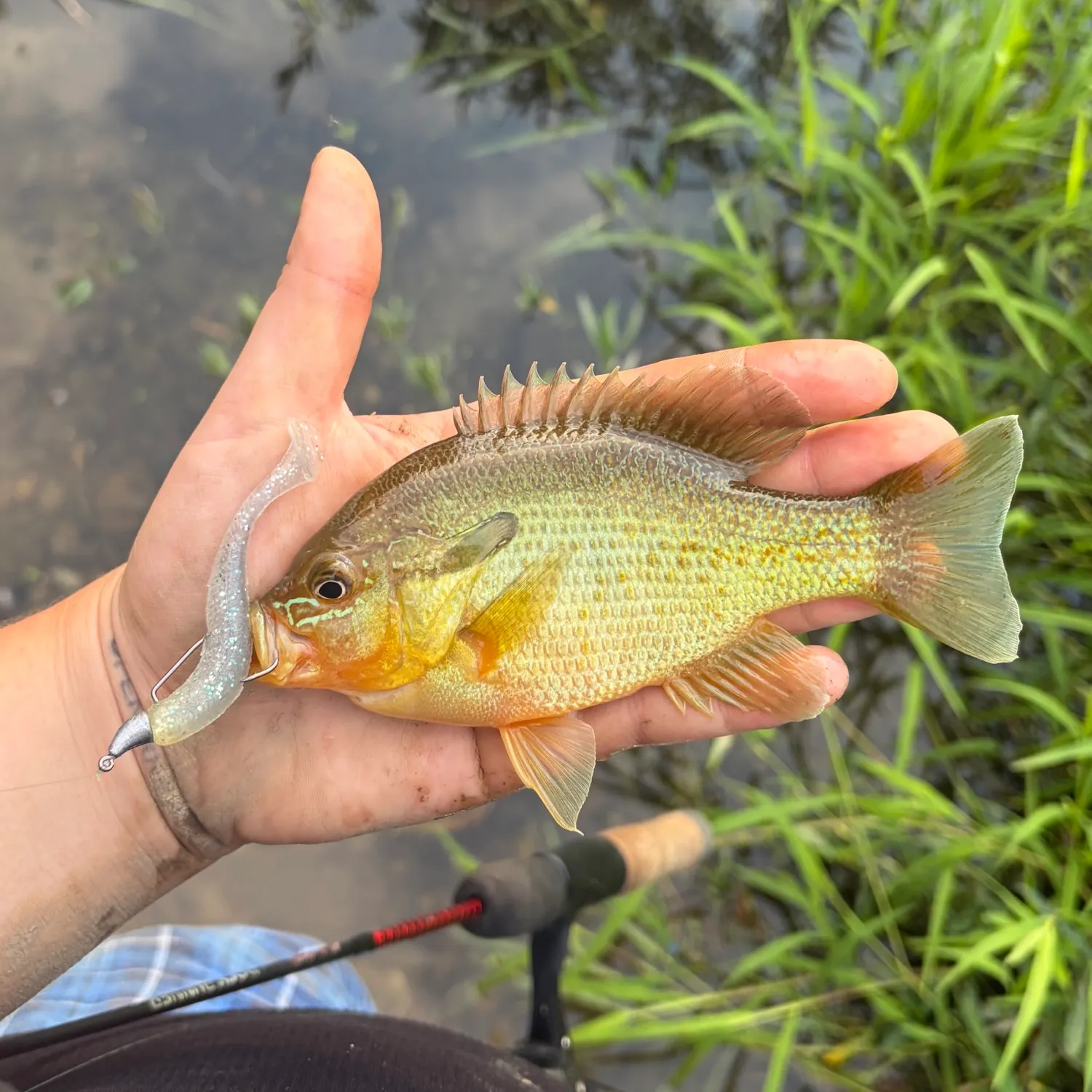 Redbreast sunfish caught on Fishbrain