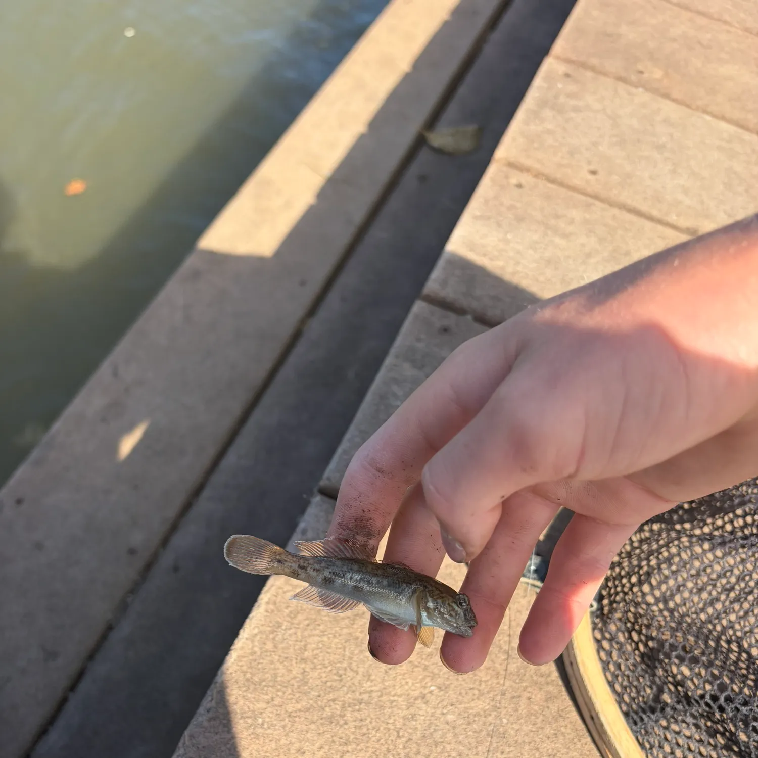 Round goby caught on Fishbrain