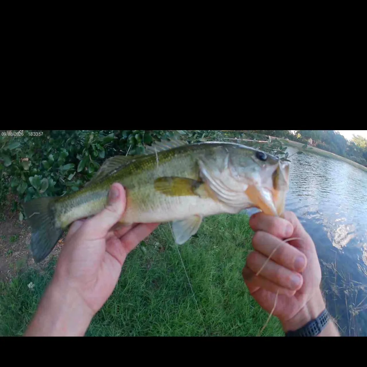 Largemouth bass caught on Fishbrain