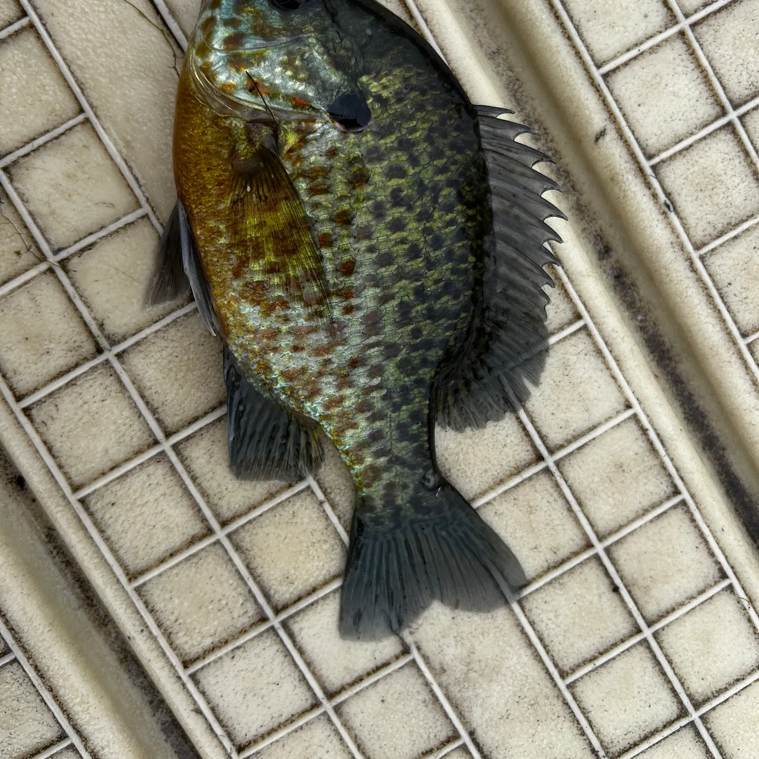 Pumpkinseed caught on Fishbrain