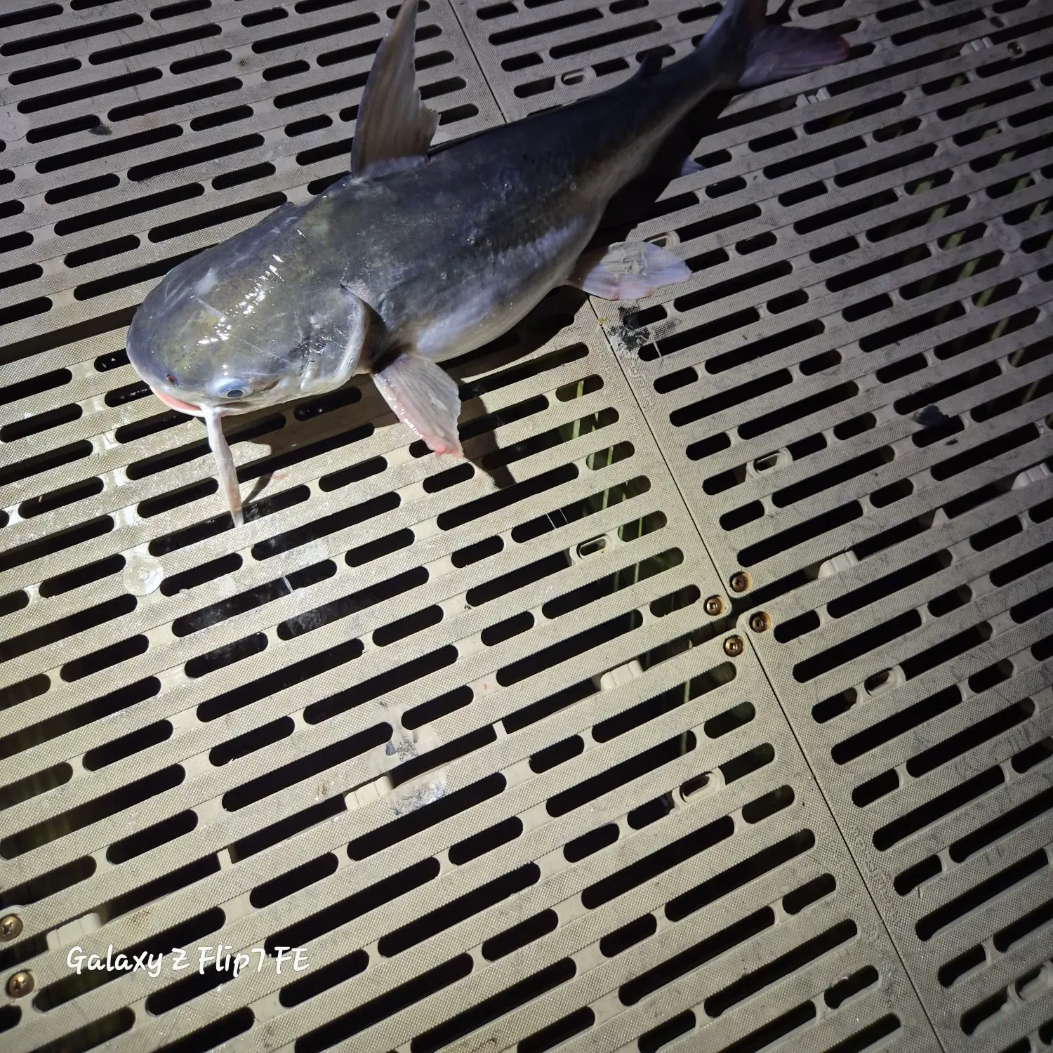 Gafftopsail sea catfish caught on Fishbrain