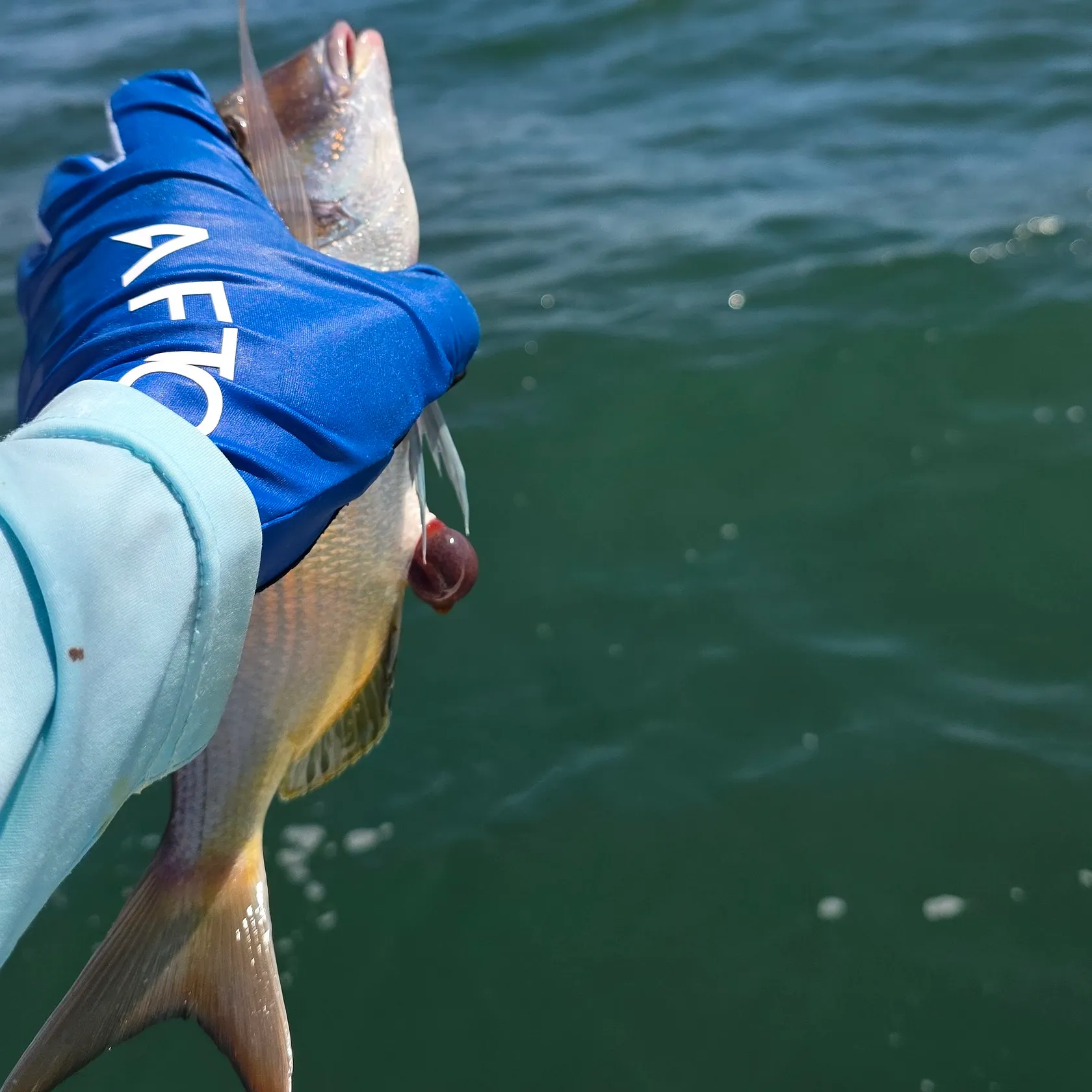 The most recent Scup catches on Fishbrain