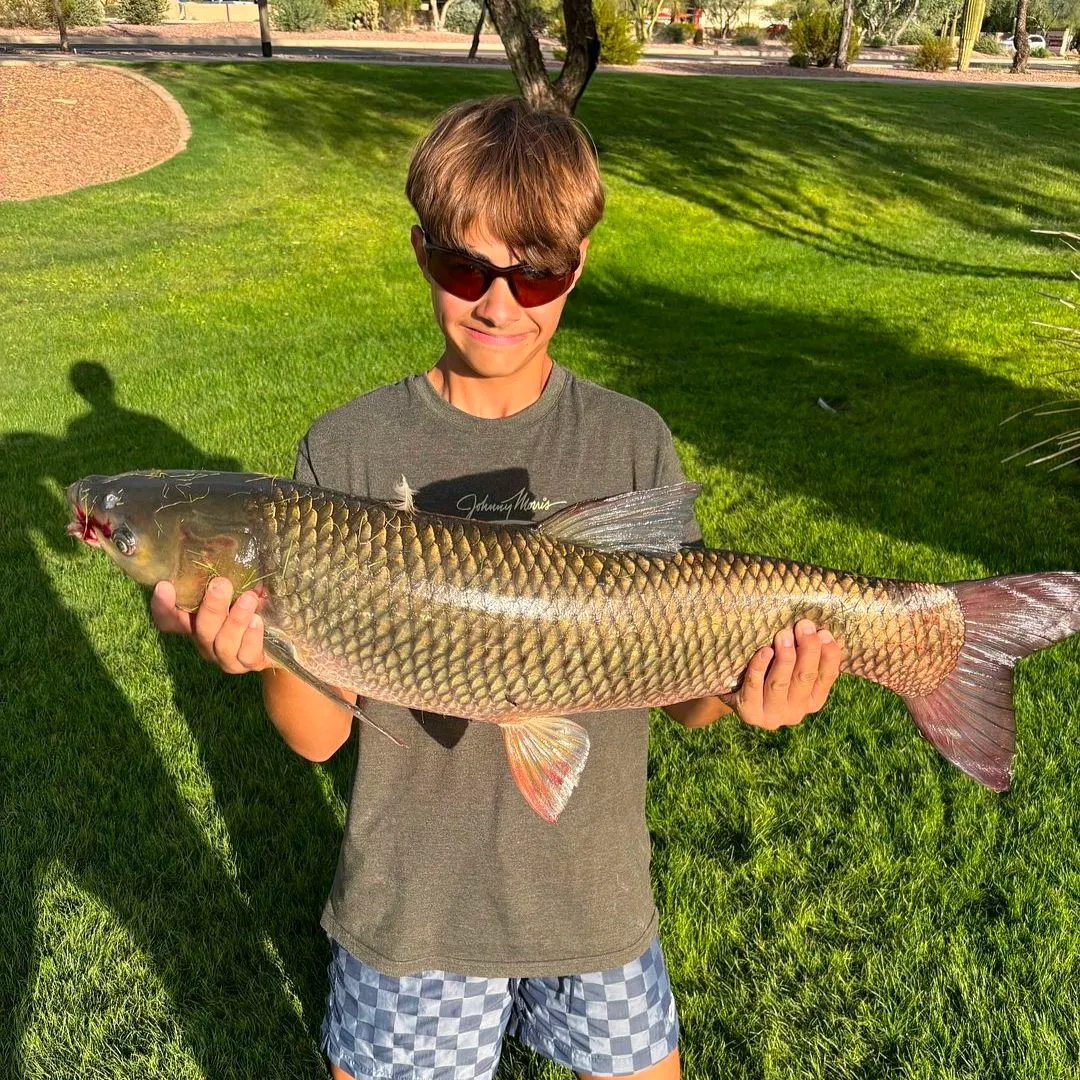 The most recent Grass carp catches on Fishbrain
