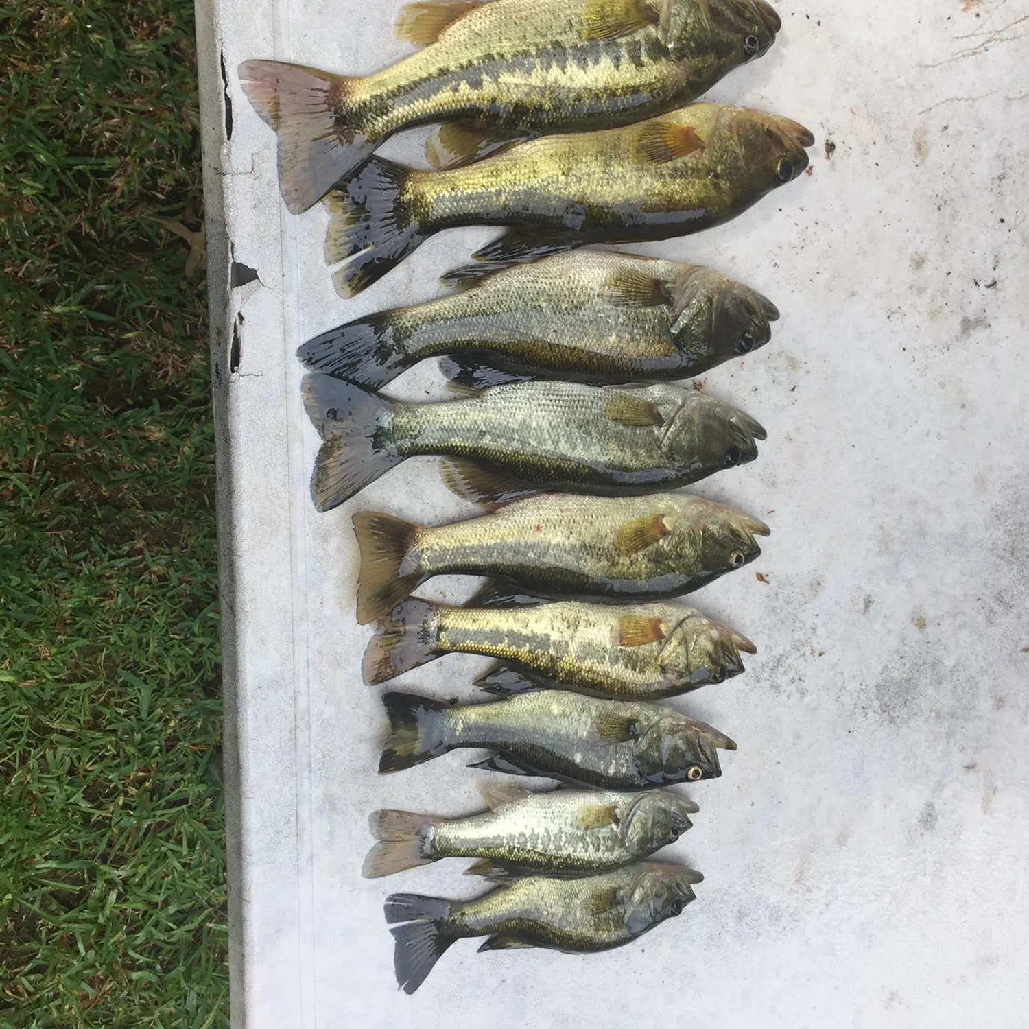 recently logged catches