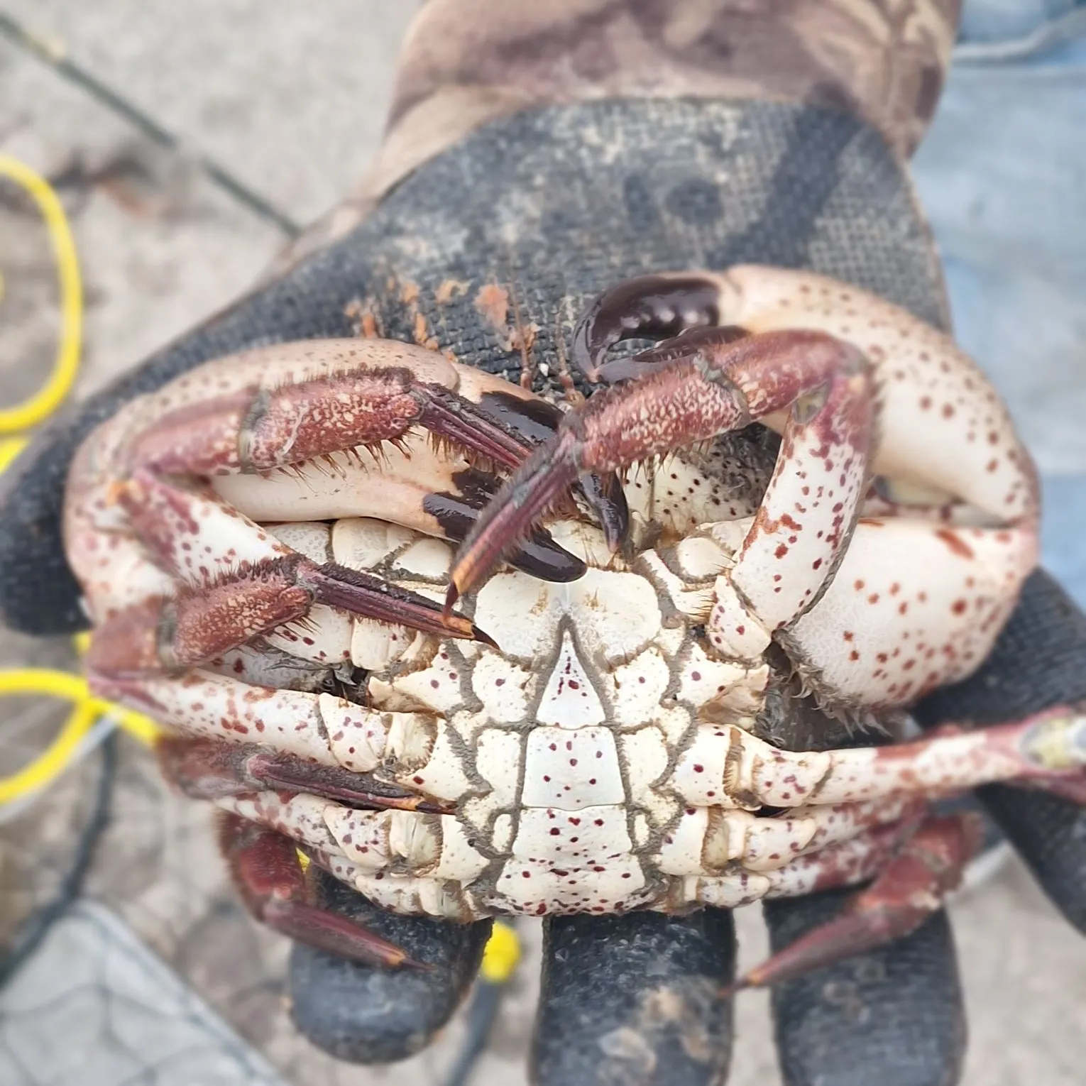 Red rock crab caught on Fishbrain