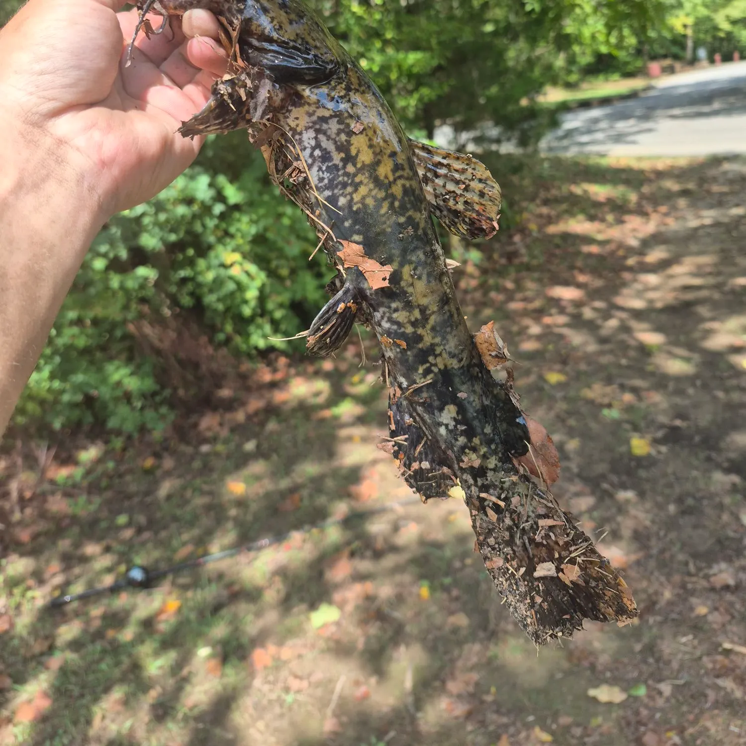 Flathead catfish caught on Fishbrain