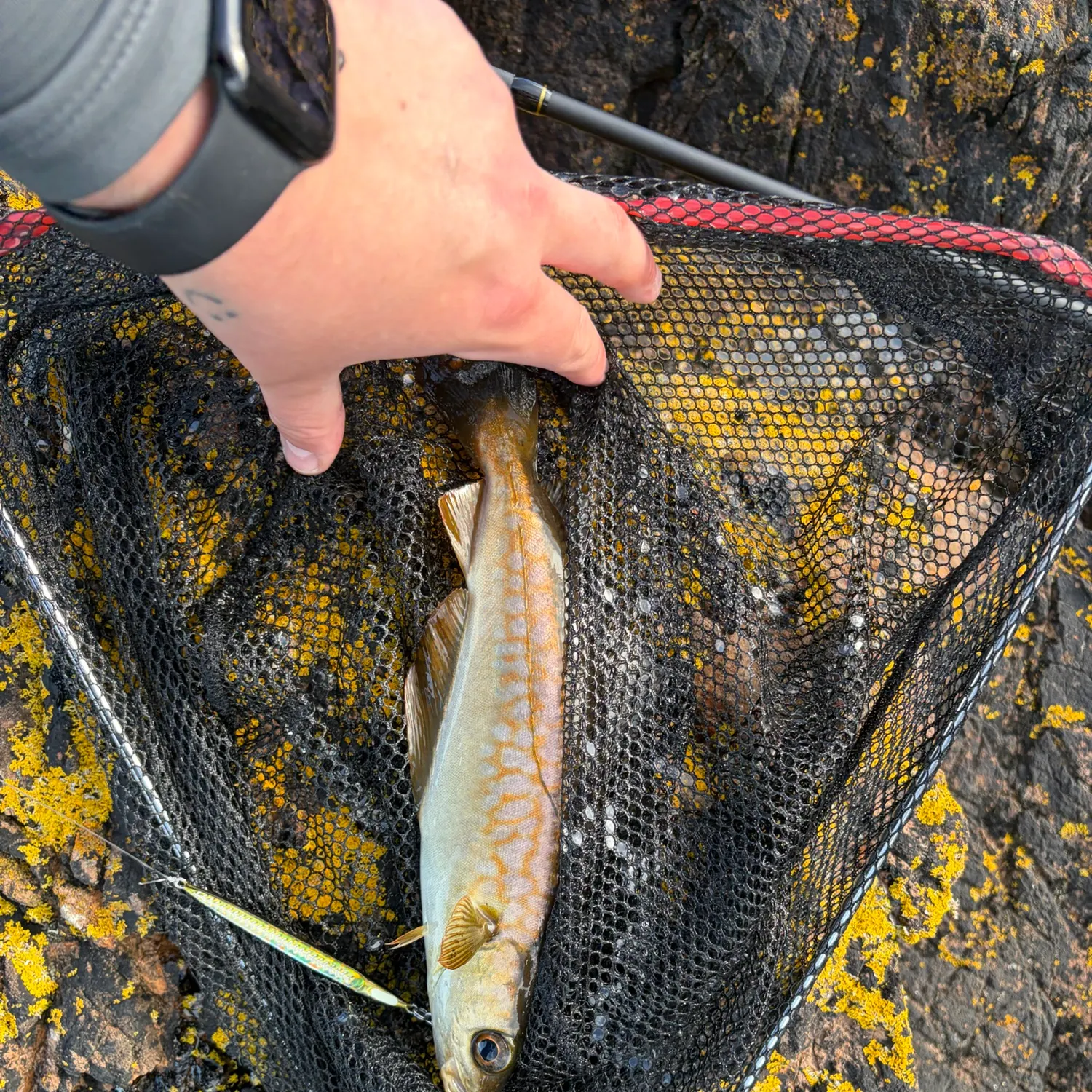 The most recent Pollack catches on Fishbrain
