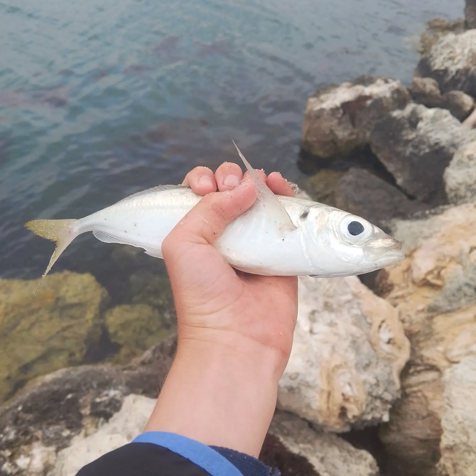 Yellowtail scad caught on Fishbrain