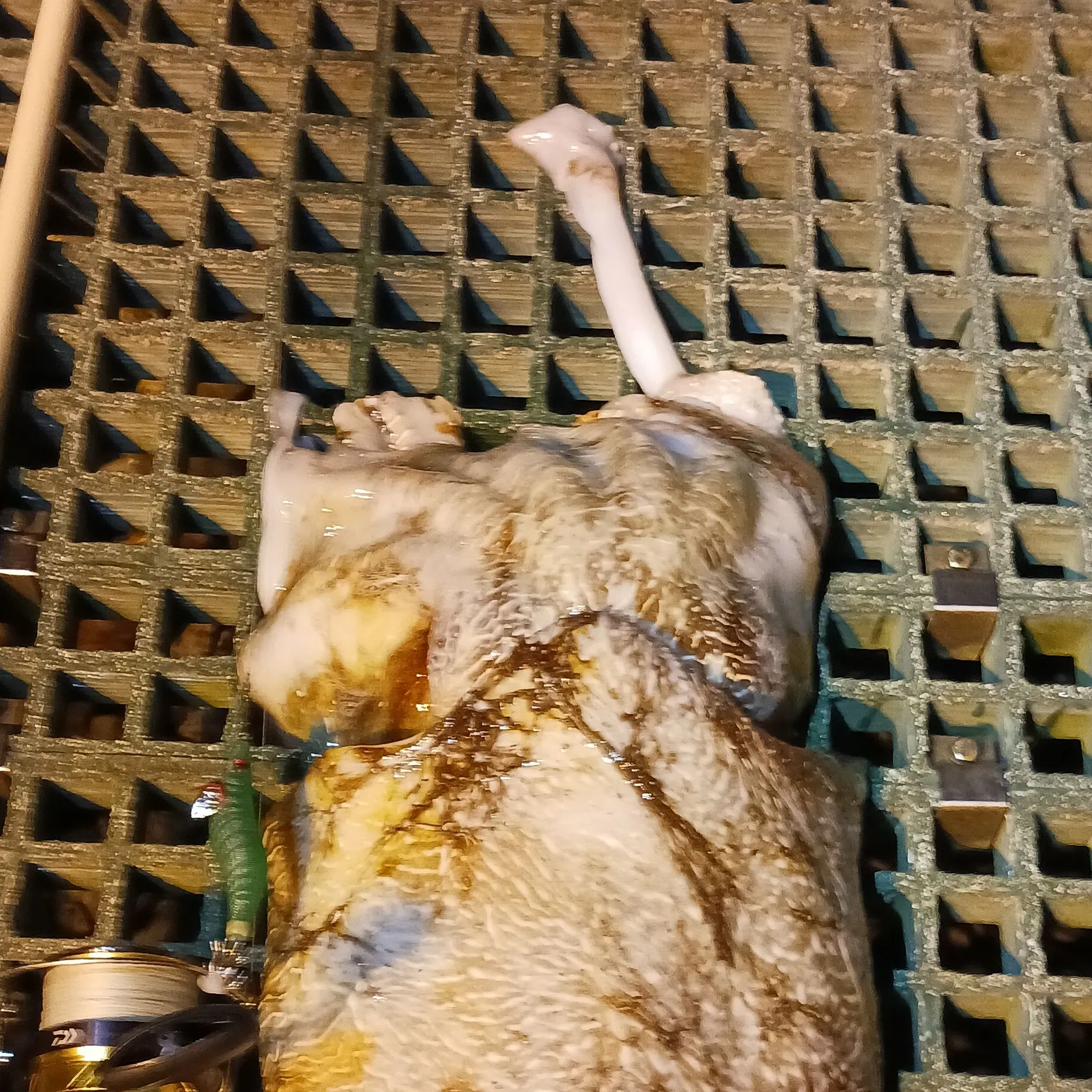 The most recent Common cuttlefish catches on Fishbrain
