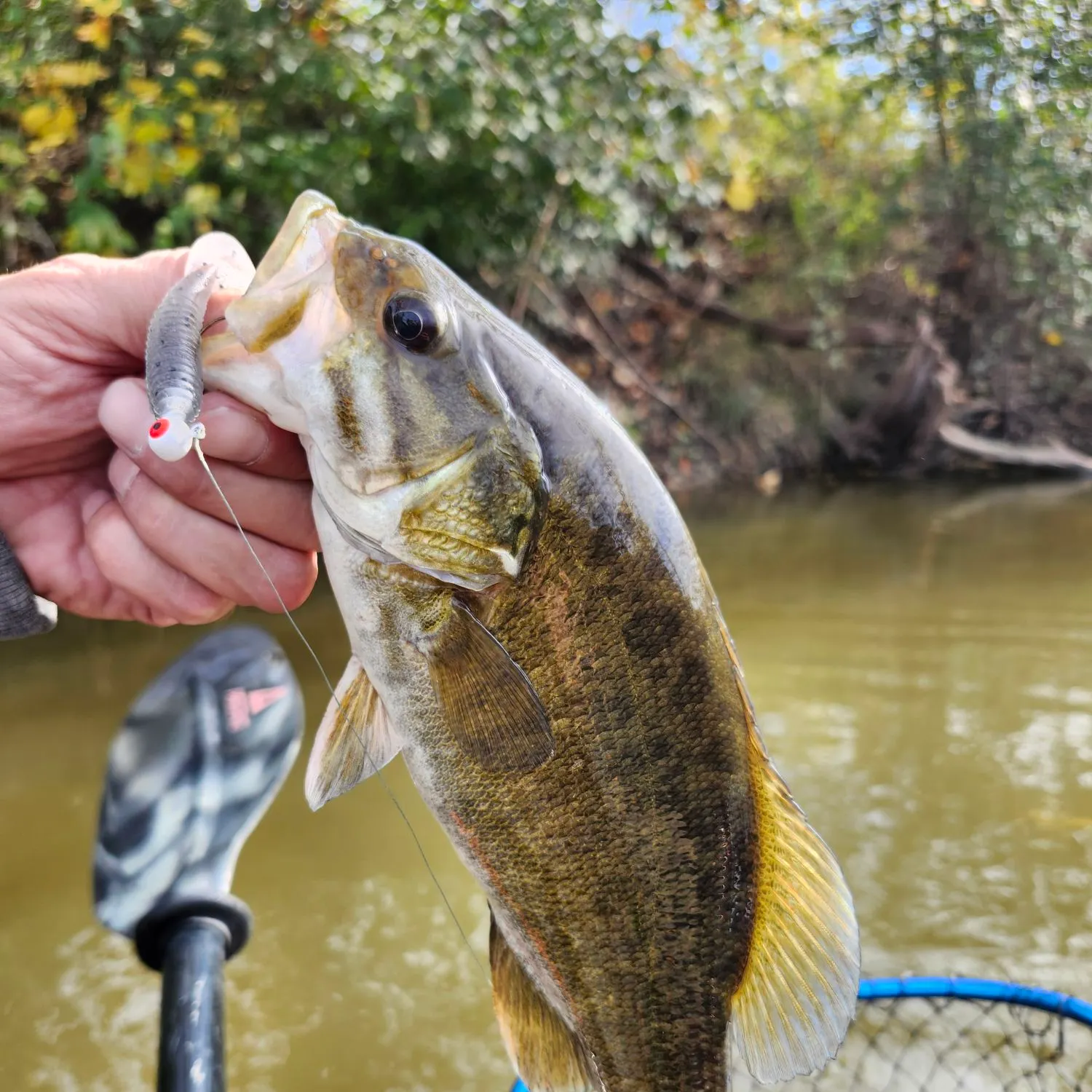 Smallmouth bass caught on Fishbrain