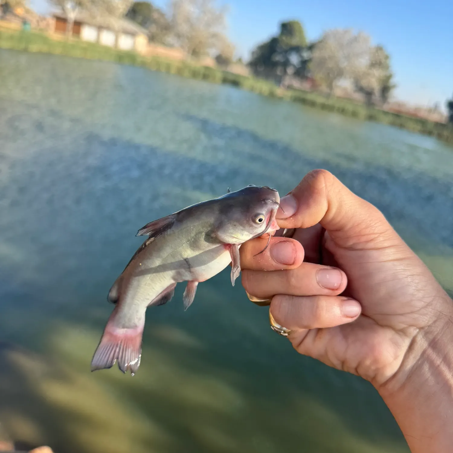 Black bullhead caught on Fishbrain