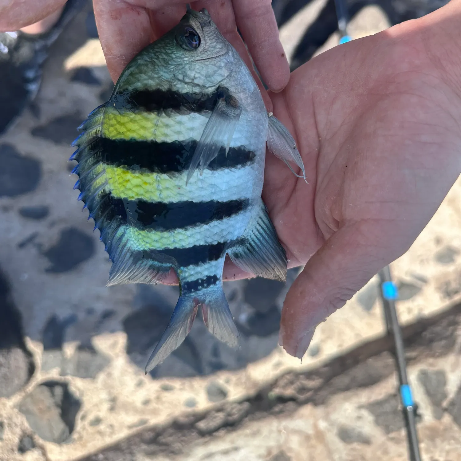 The most recent Hawaiian sergeant major catches on Fishbrain