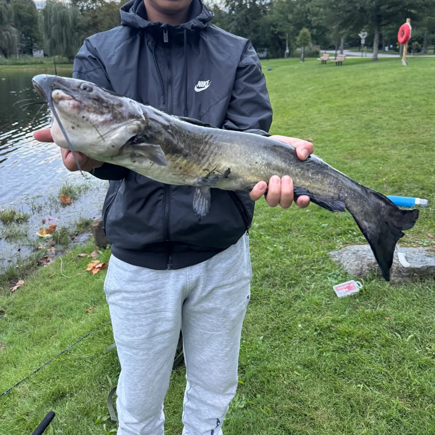Channel catfish caught on Fishbrain