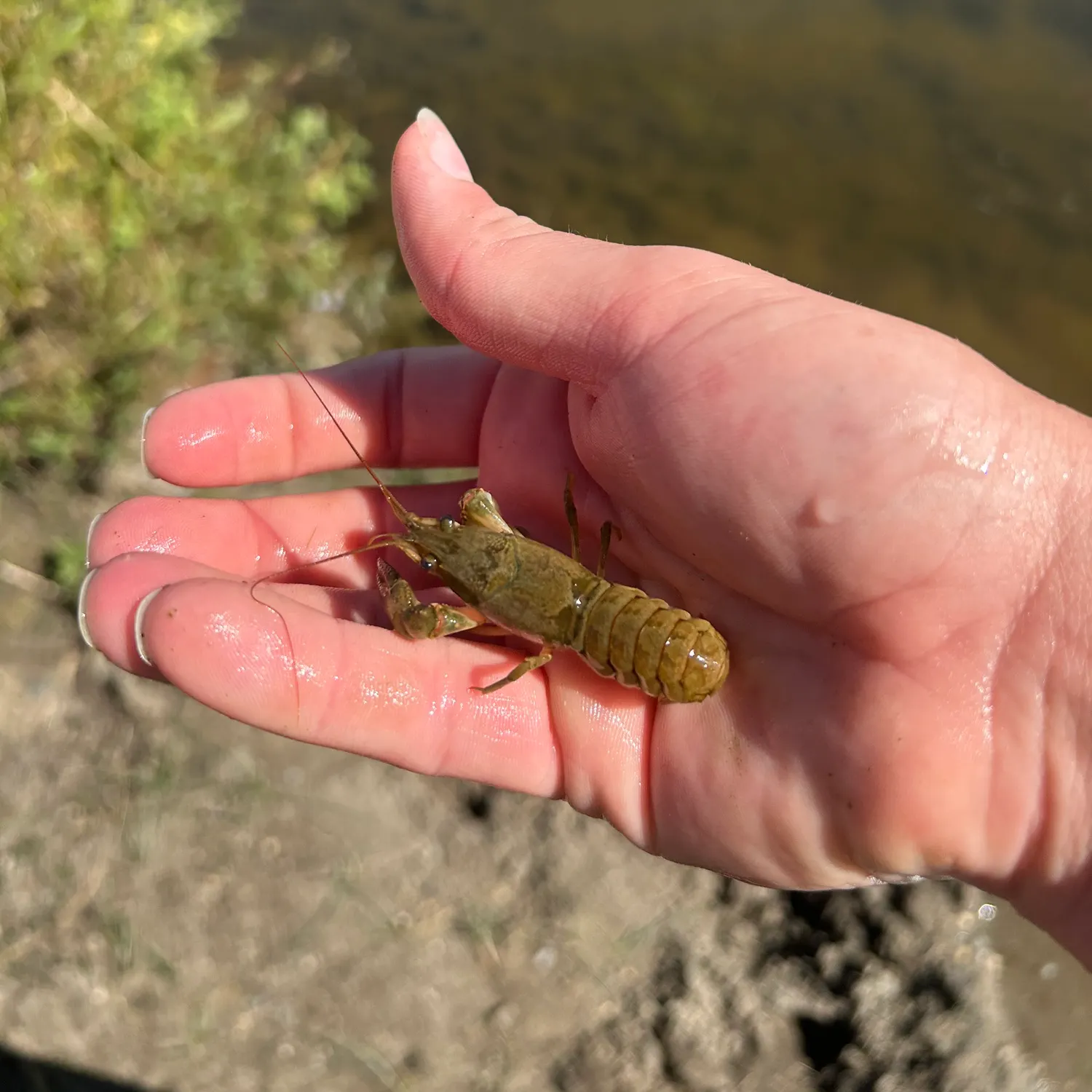 The most recent Rusty crayfish catches on Fishbrain