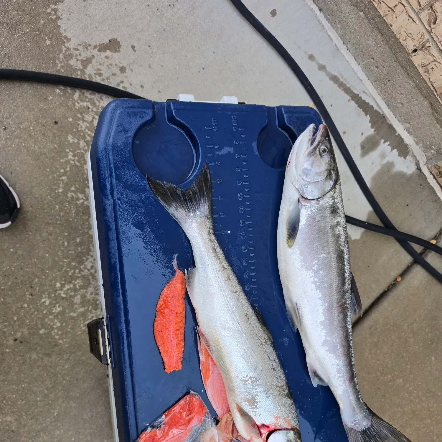 Coho salmon caught on Fishbrain