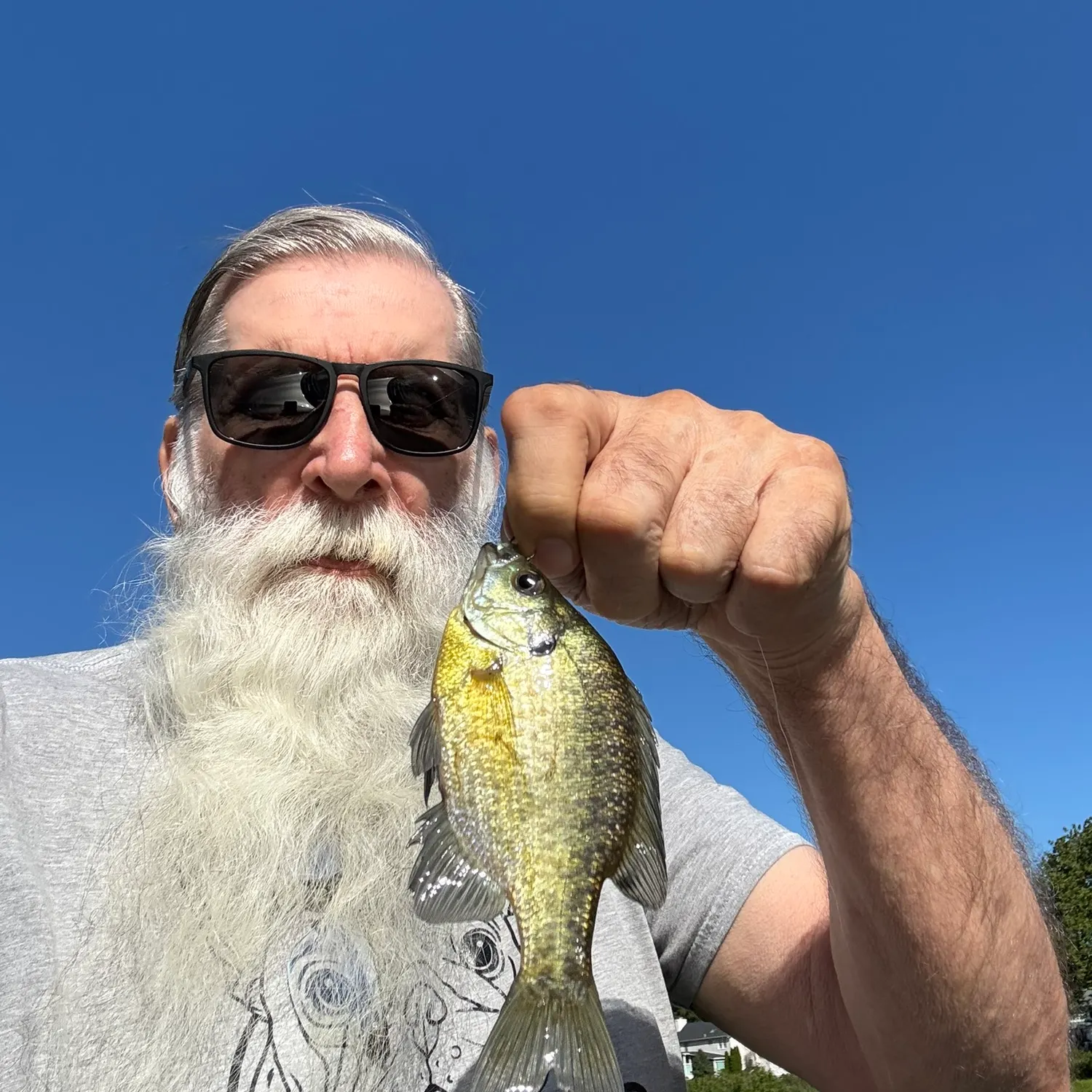 Bluegill caught on Fishbrain