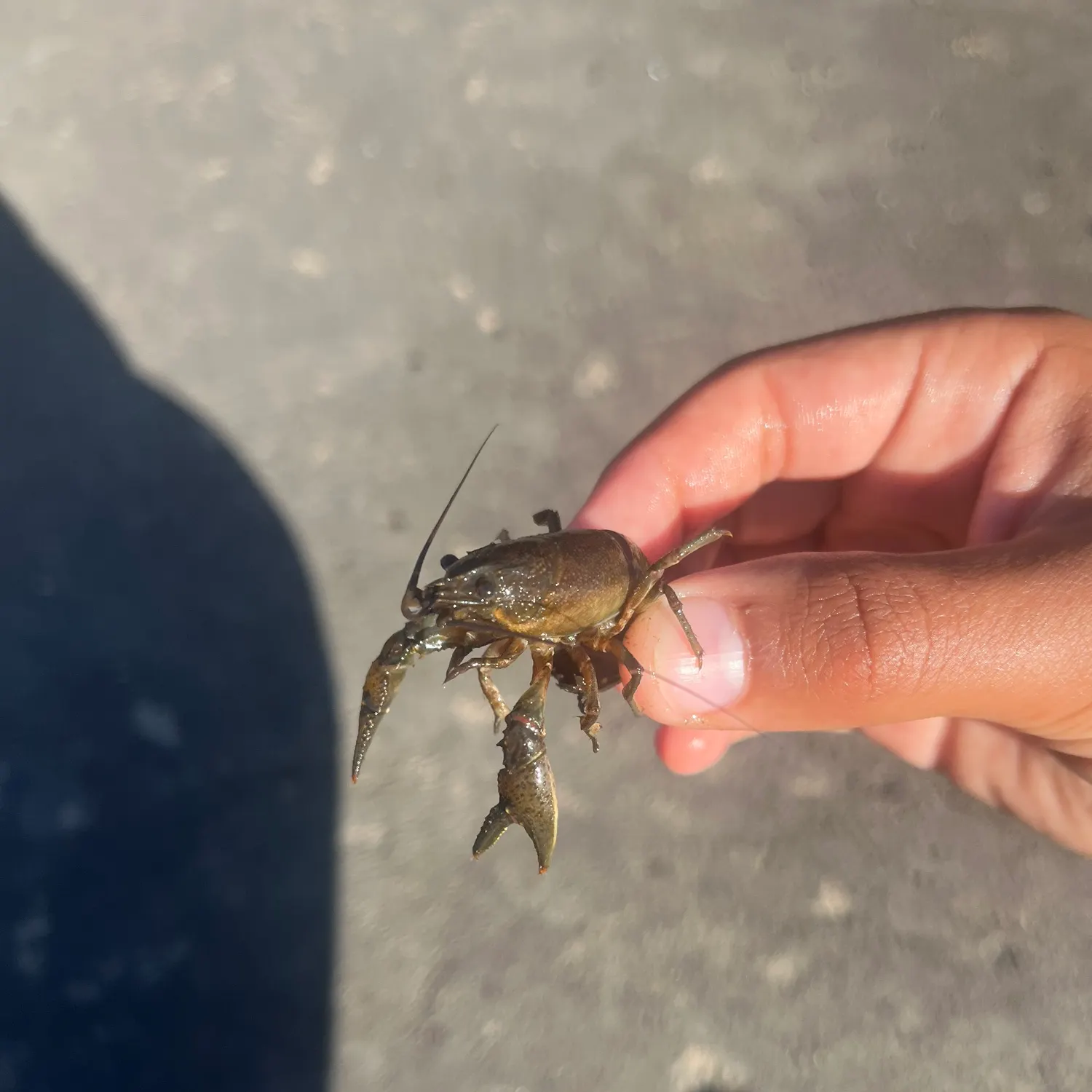The most recent Virile crayfish catches on Fishbrain