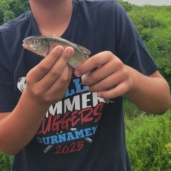 Fallfish caught on Fishbrain