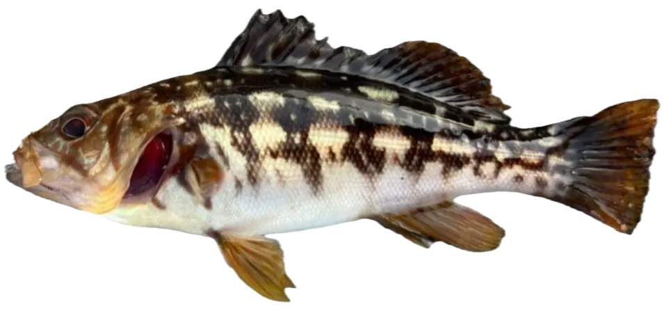 Kelp bass