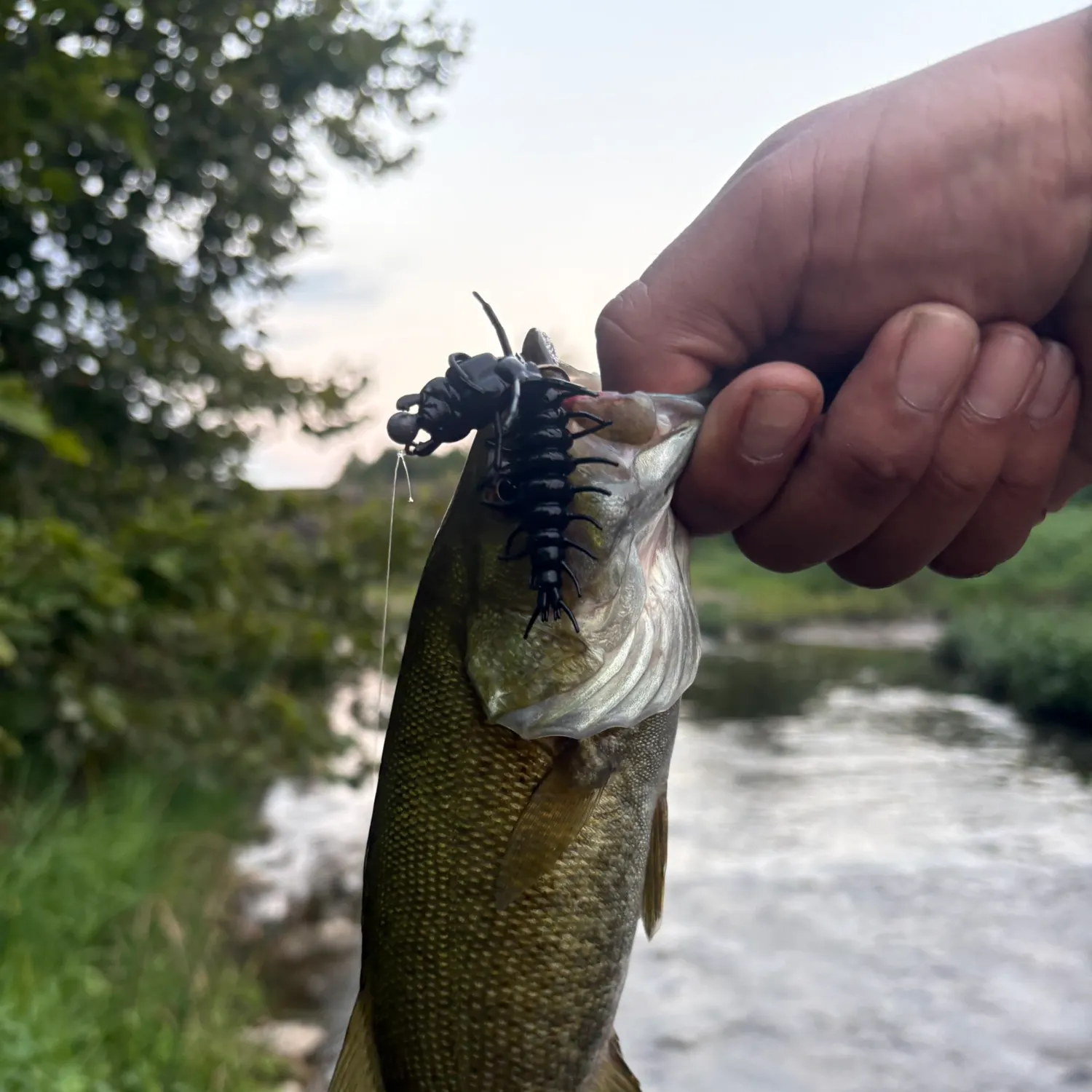 Smallmouth bass caught on Fishbrain