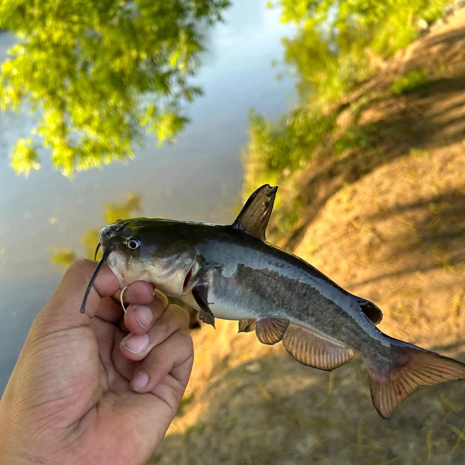 The most recent White bullhead catches on Fishbrain