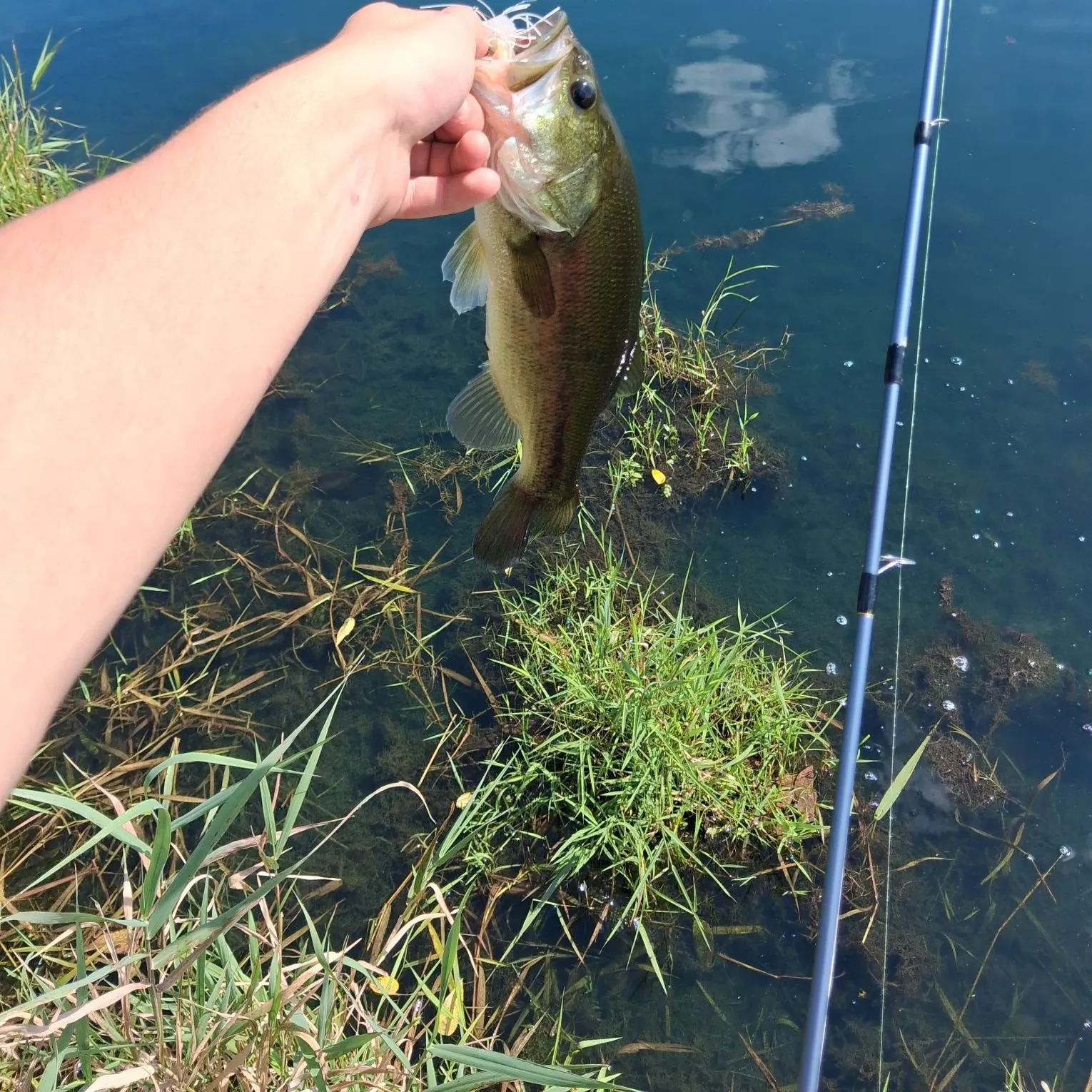 Largemouth bass caught on Fishbrain