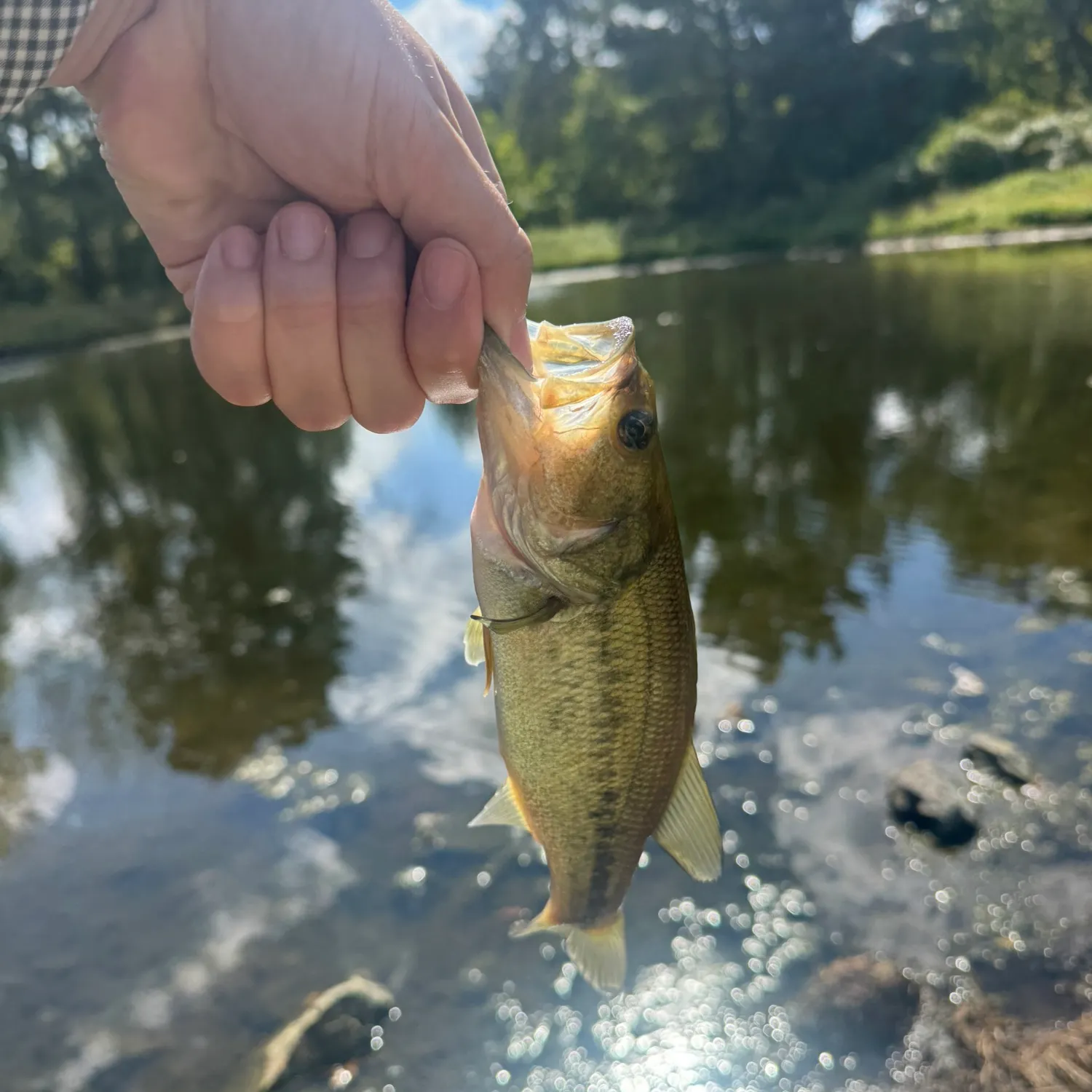 Largemouth bass caught on Fishbrain