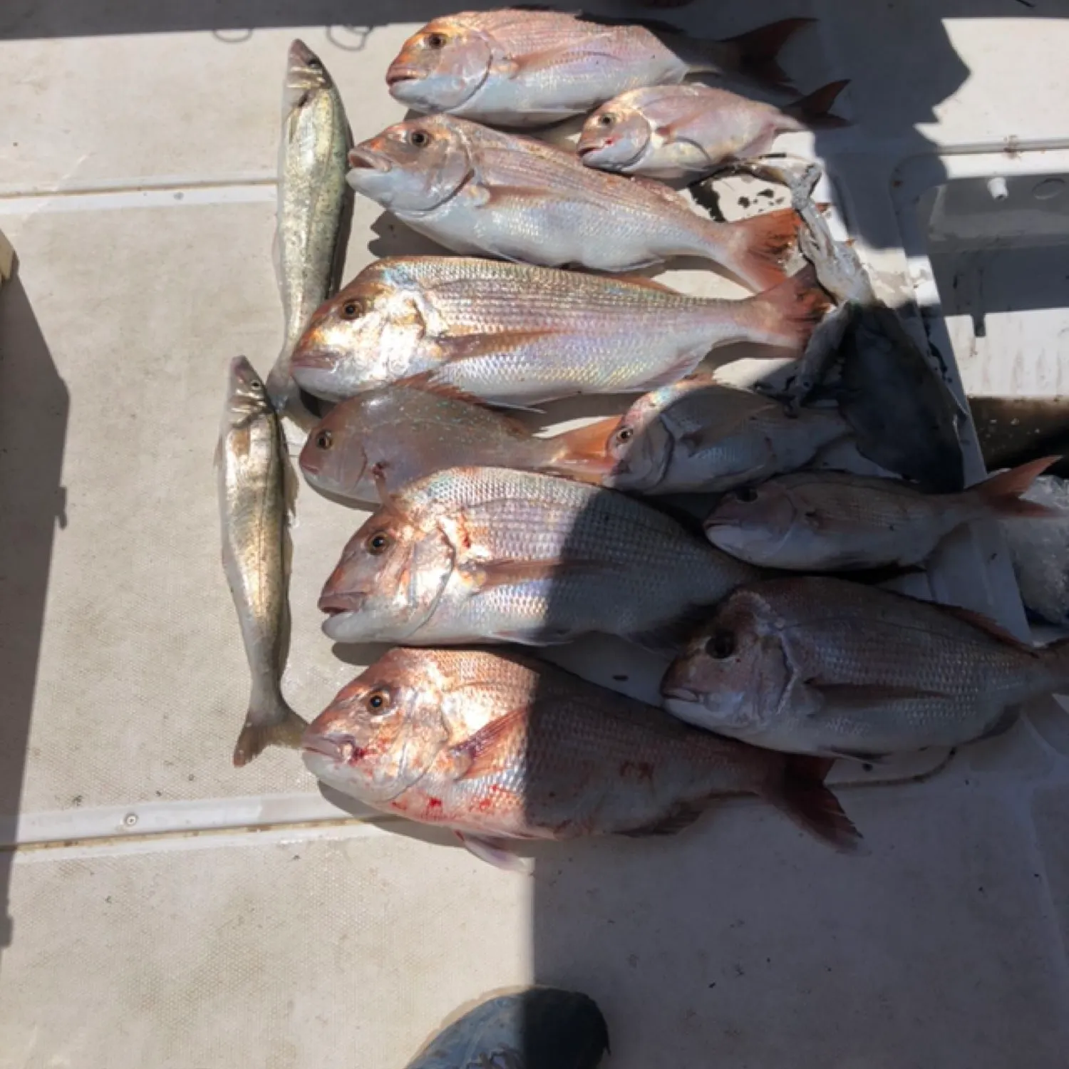 recently logged catches