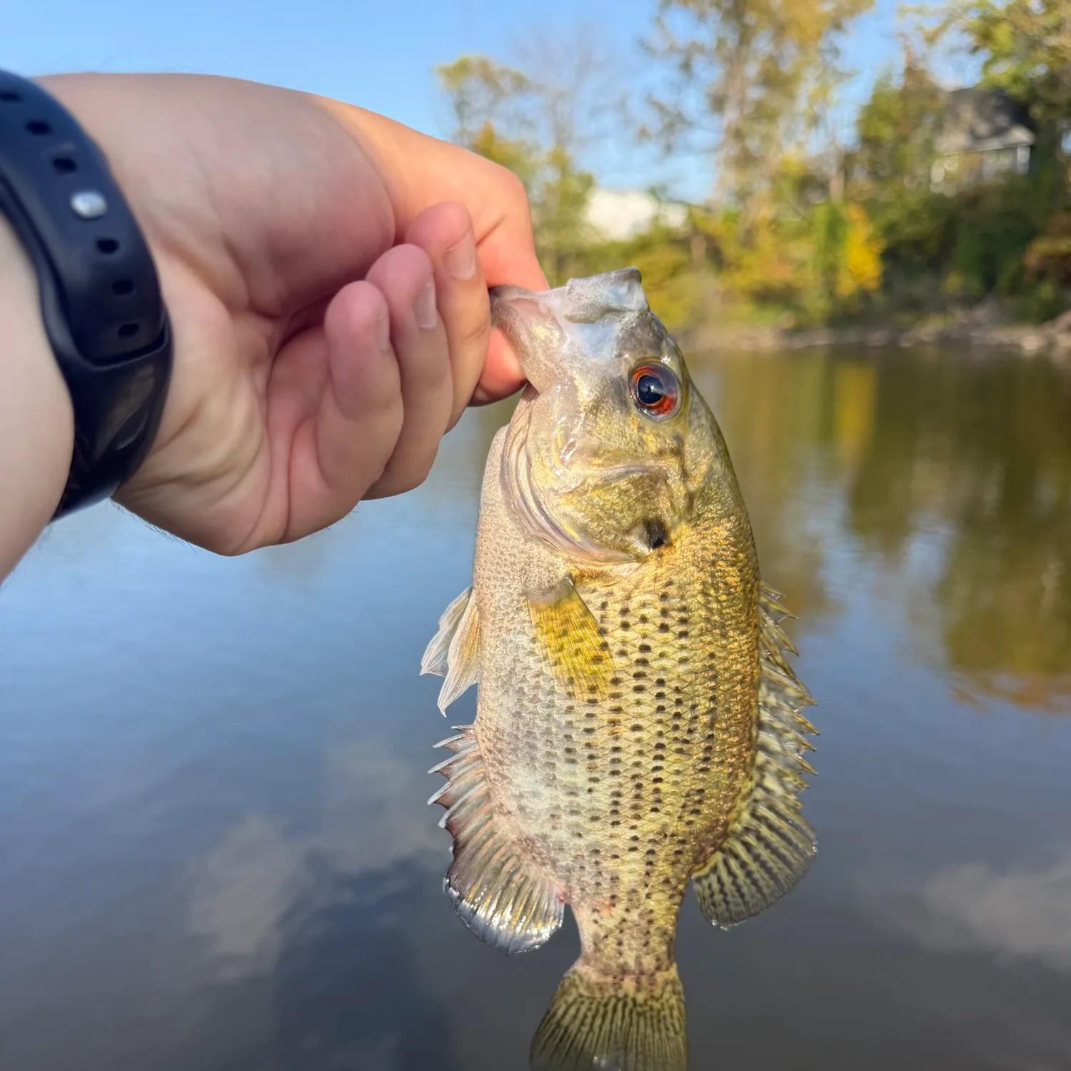 Rock bass caught on Fishbrain