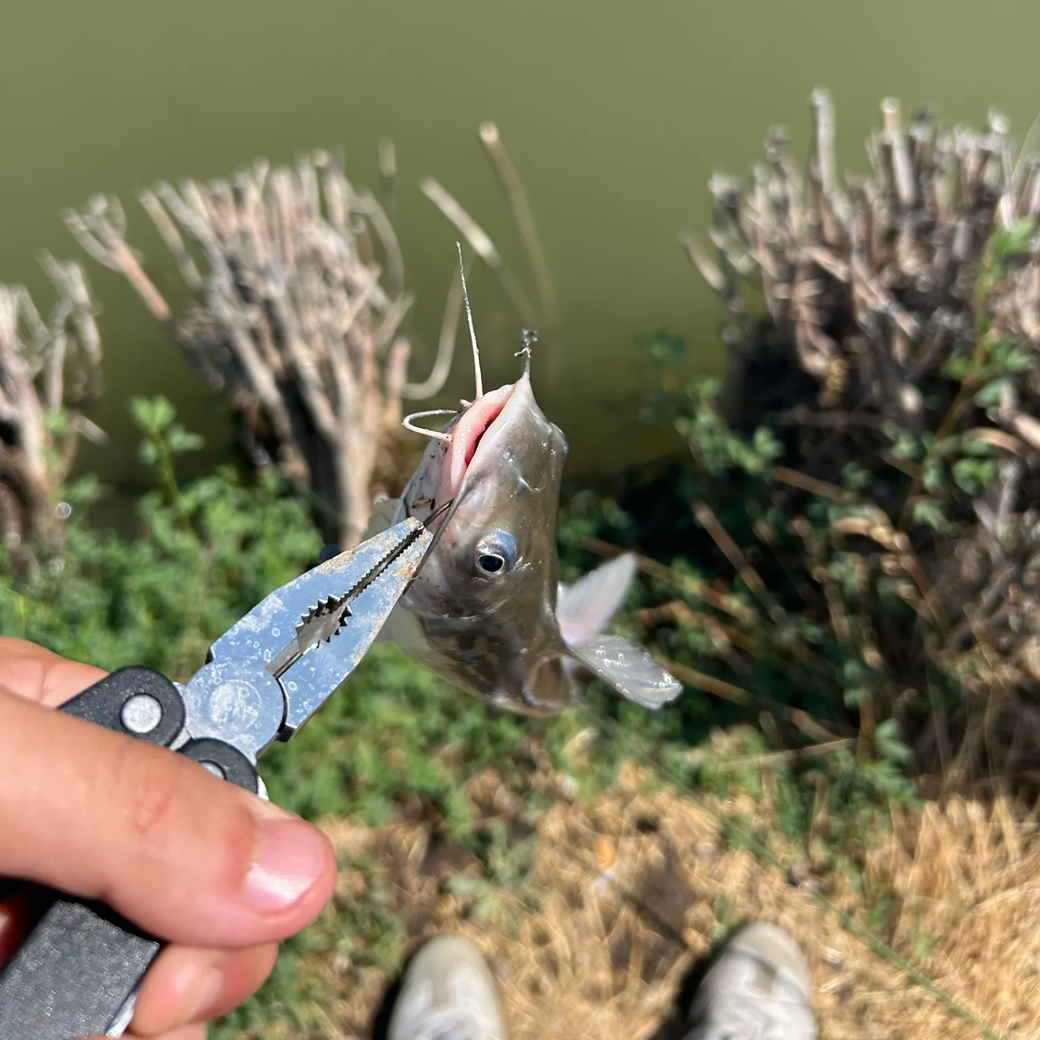 catch
