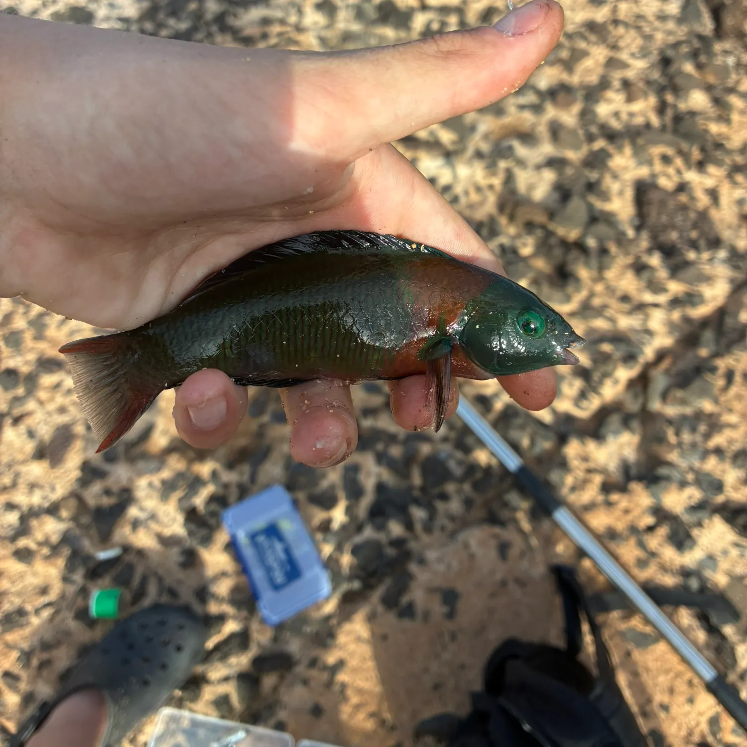 The most recent Saddle wrasse catches on Fishbrain